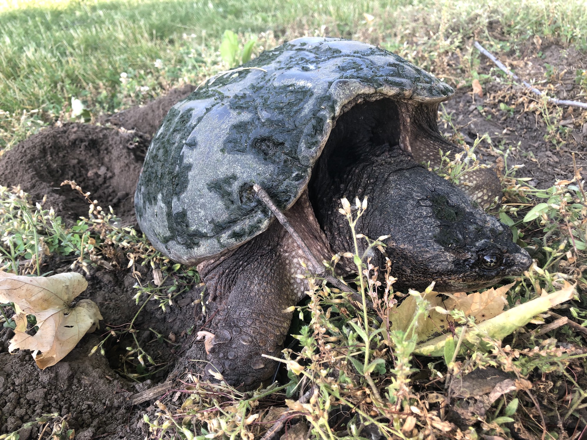 Snapping Turtle in E. Ray Stevens Pond and Aquatic Gardens on corner of Manitou Way and Nakoma Road in Madison, Wisconsin on June 6, 2021.