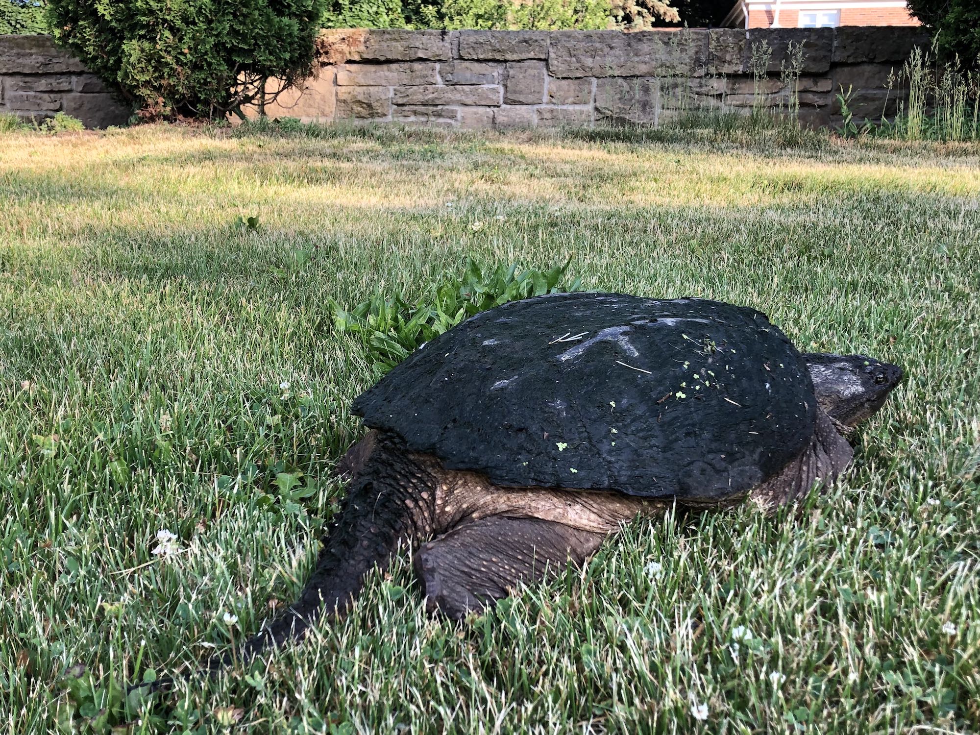 Snapping Turtle in E. Ray Stevens Pond and Aquatic Gardens on corner of Manitou Way and Nakoma Road in Madison, Wisconsin on June 8, 2021.