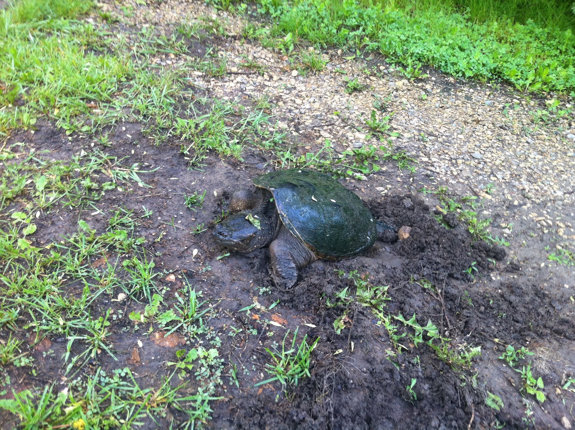 Snapping Turtle laying eggs on bike path in Oak Savanna near Ho-Nee-Um Pond on Lake Wingra in Madison, Wisconsin on June 10, 2013.