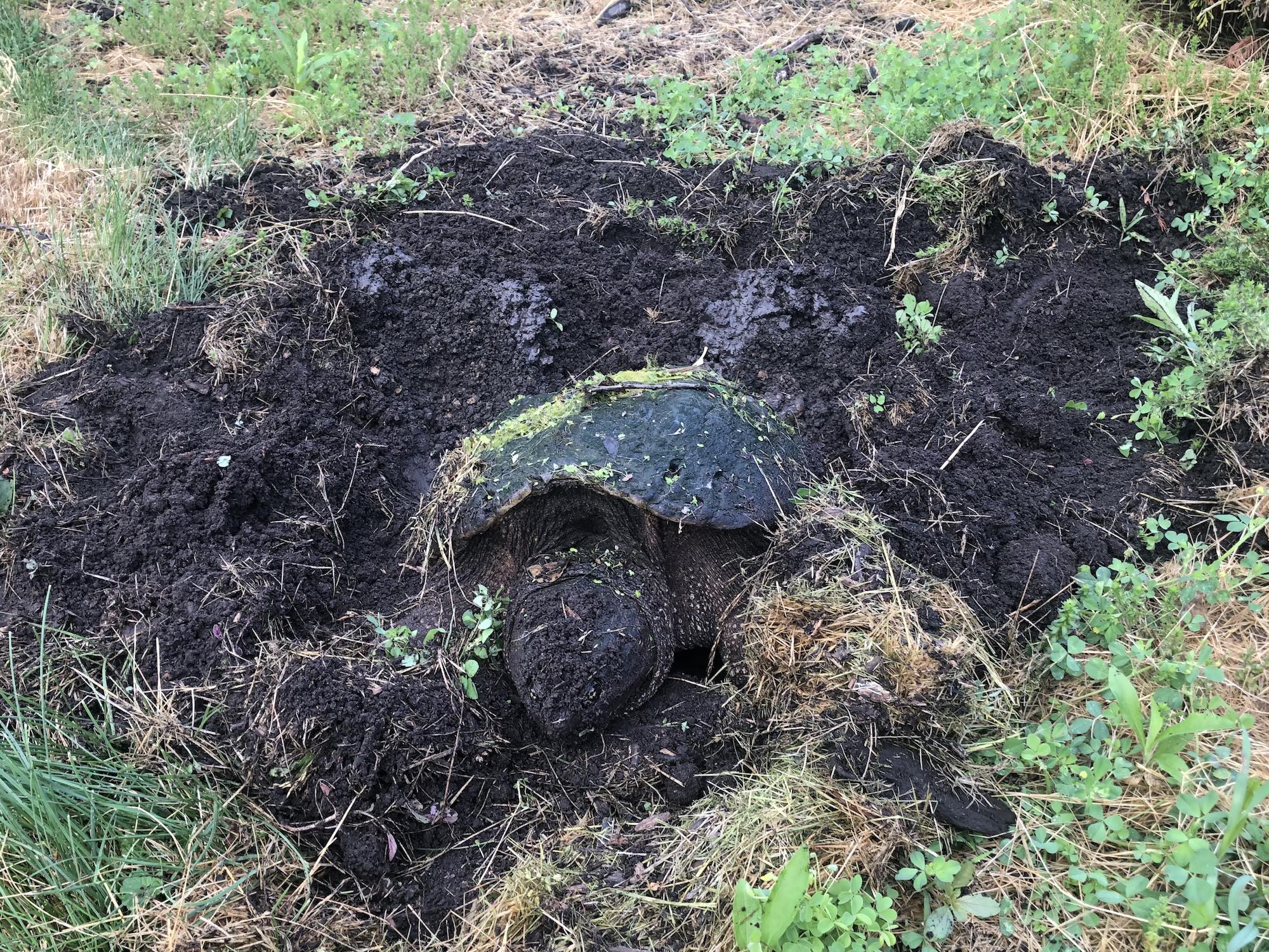 Snapping Turtle laying eggs in E. Ray Stevens Pond and Aquatic Gardens on corner of Manitou Way and Nakoma Road in Madison, Wisconsin on June 10, 2020.