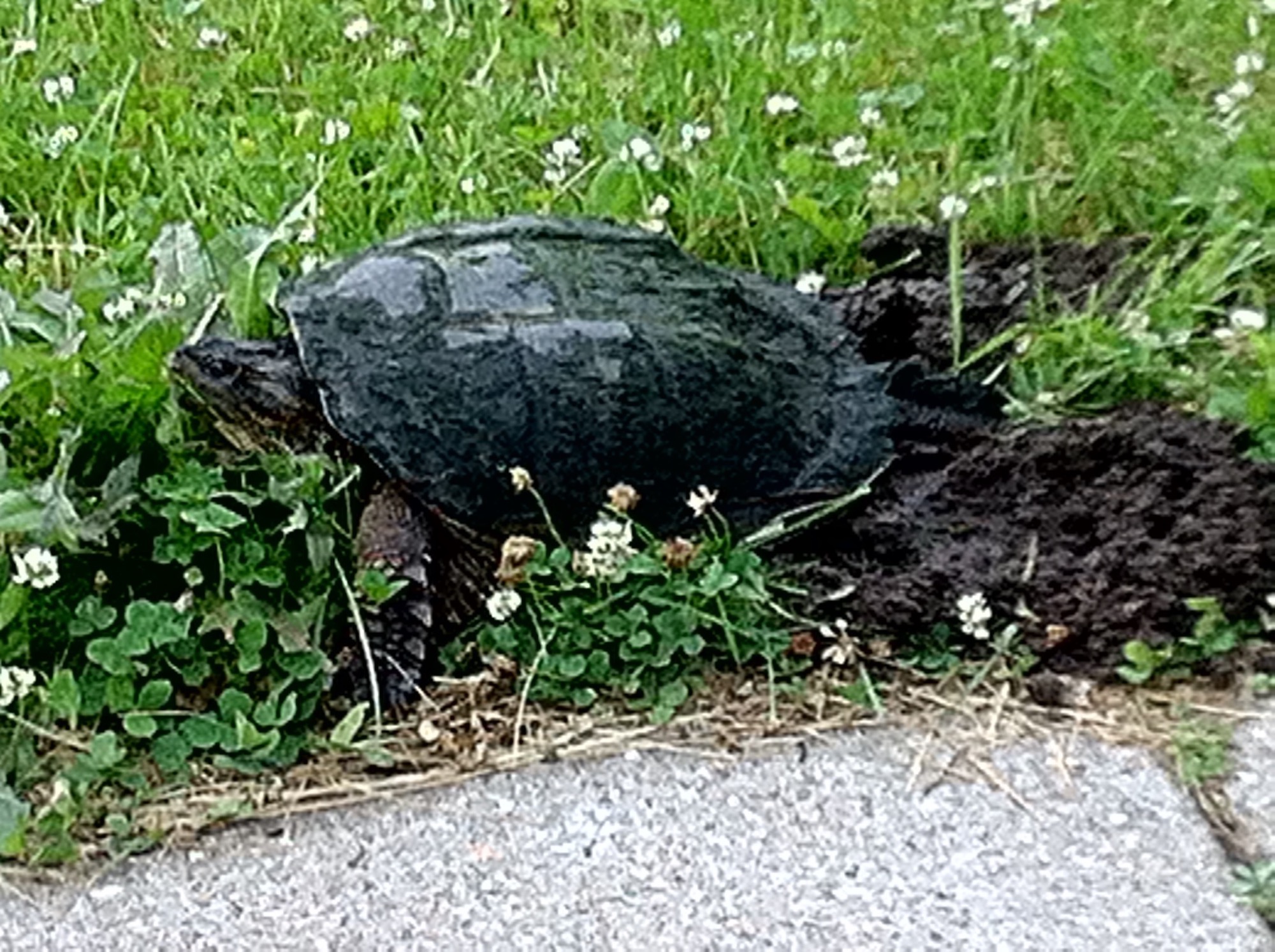 Snapping Turtle laying eggs on Arbor Drive across from  Ho-Nee-Um Pond on Lake Wingra in Madison, Wisconsin on June 14, 2016.