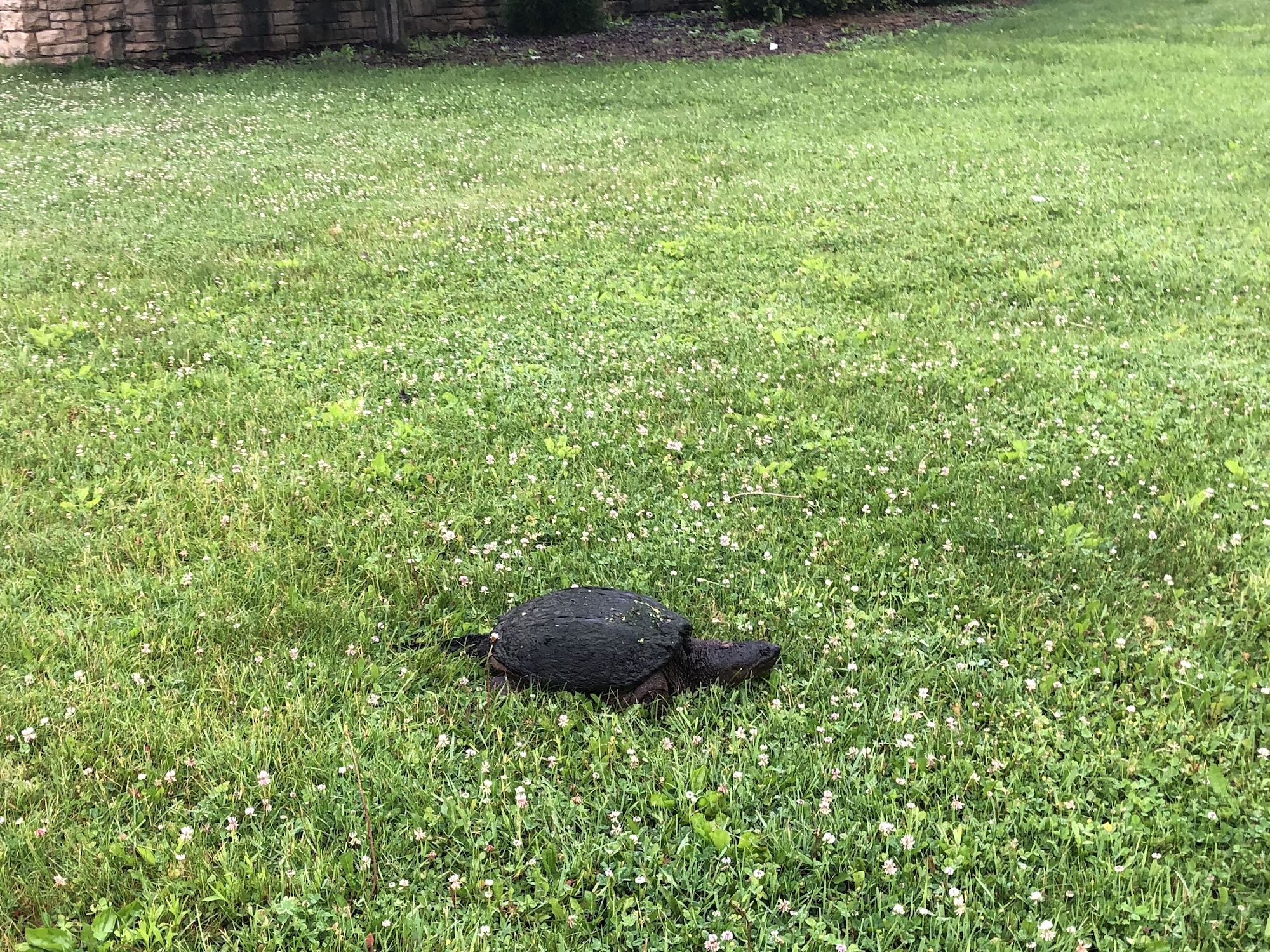 Snapping Turtle in E. Ray Stevens Pond and Aquatic Gardens on corner of Manitou Way and Nakoma Road in Madison, Wisconsin on June 16, 2019.