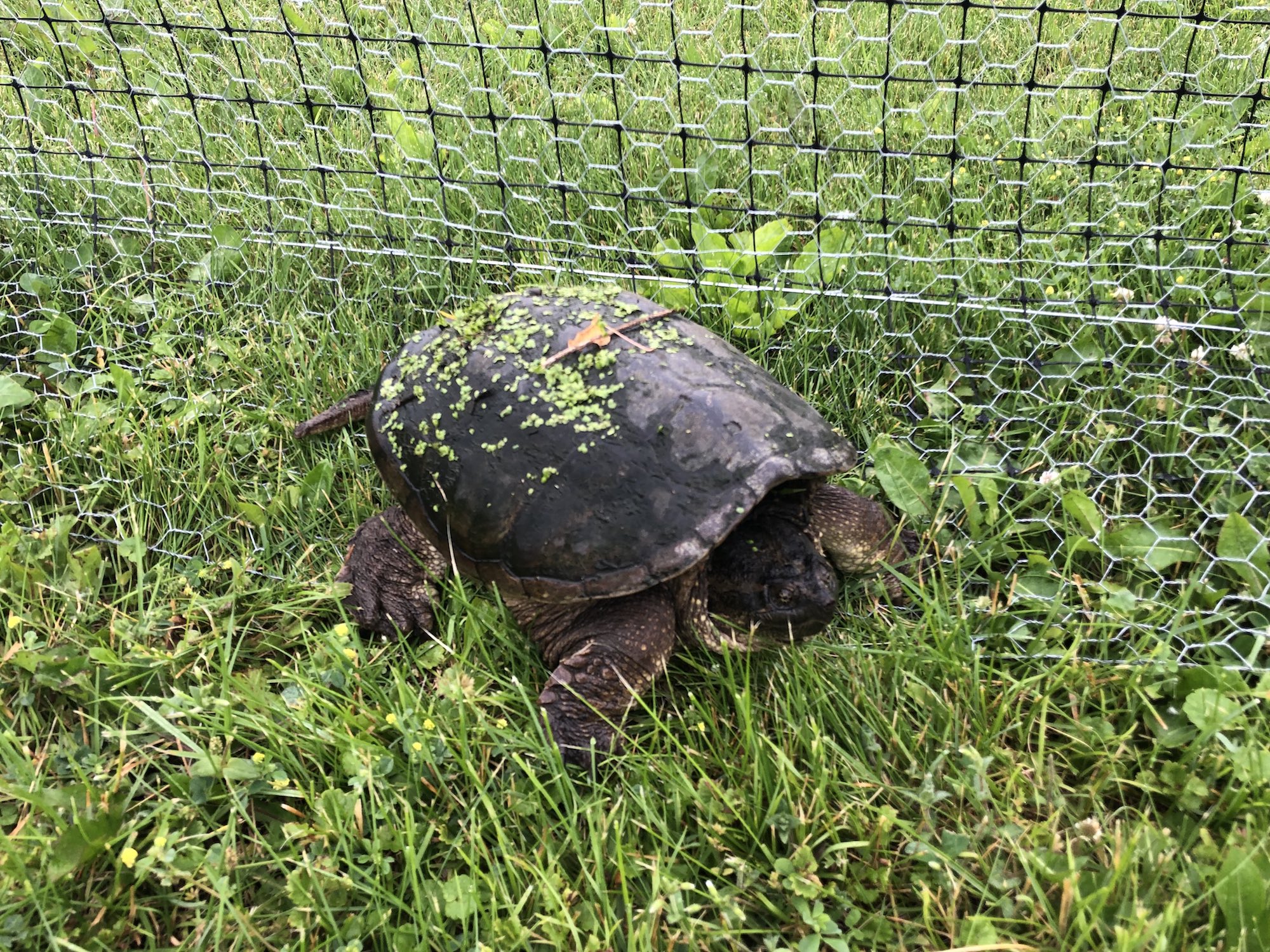 Snapping Turtle by Three Sisters Garden off of Monroe Street in Madison, Wisconsin on June 18, 2019.