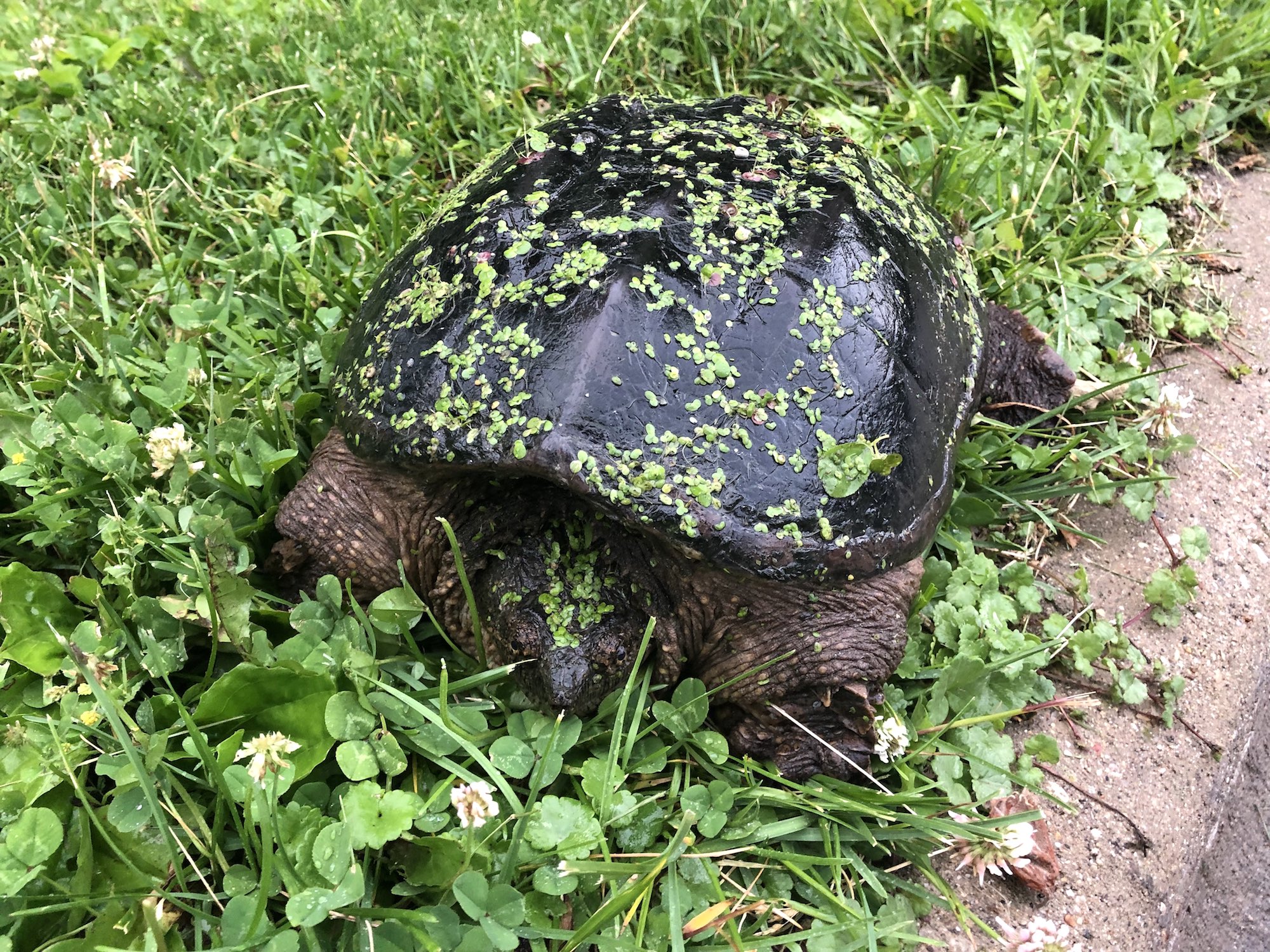 Snapping Turtle laying eggs along Arbor Drive in Madison, Wisconsin on June 23, 2019.