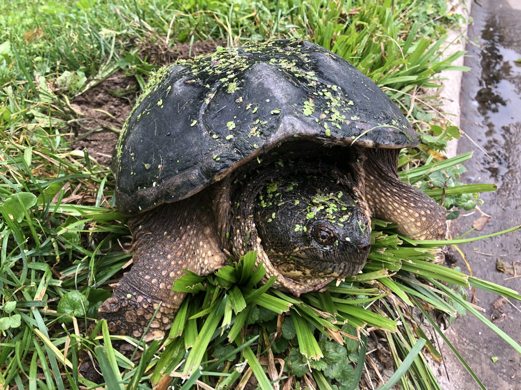 Snapping Turtle laying eggs along Arbor Drive in Madison, Wisconsin on June 24, 2019.