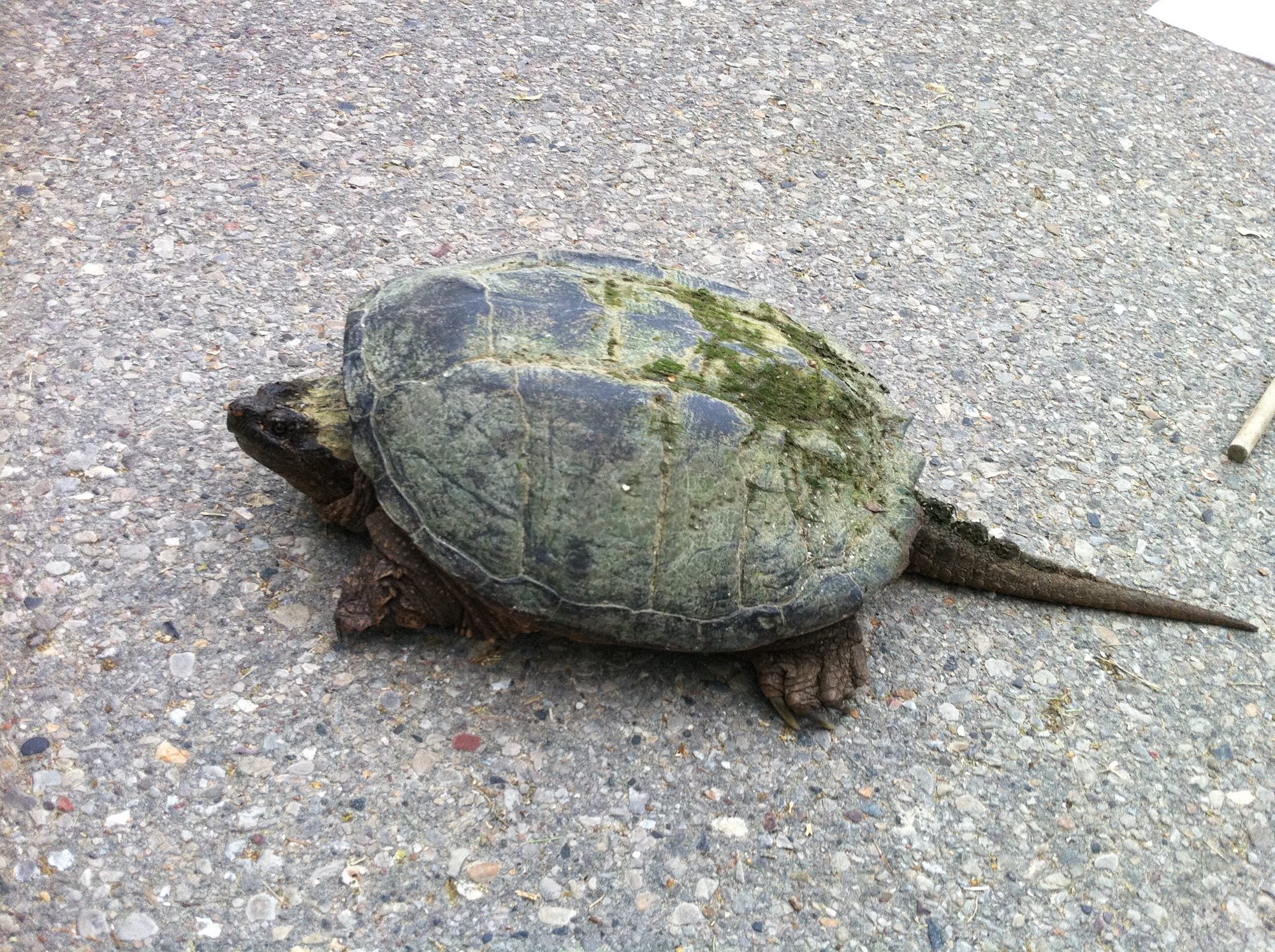 Snapping Turtle on Arbor Drive across from Ho-Nee-Um Pond on Lake Wingra in Madison, Wisconsin on June 5, 2015.