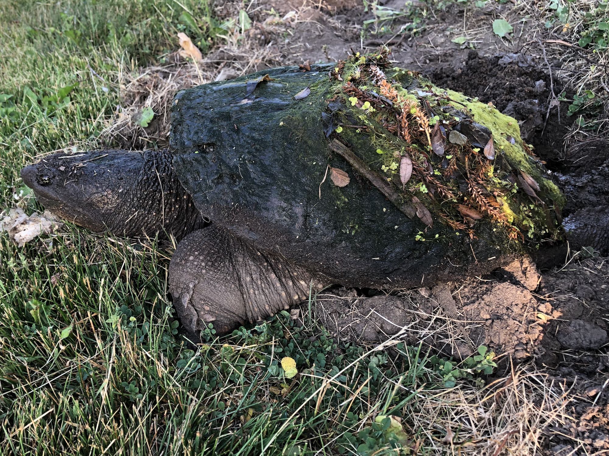 Snapping Turtle in E. Ray Stevens Pond and Aquatic Gardens on corner of Manitou Way and Nakoma Road in Madison, Wisconsin on June 9, 2021.