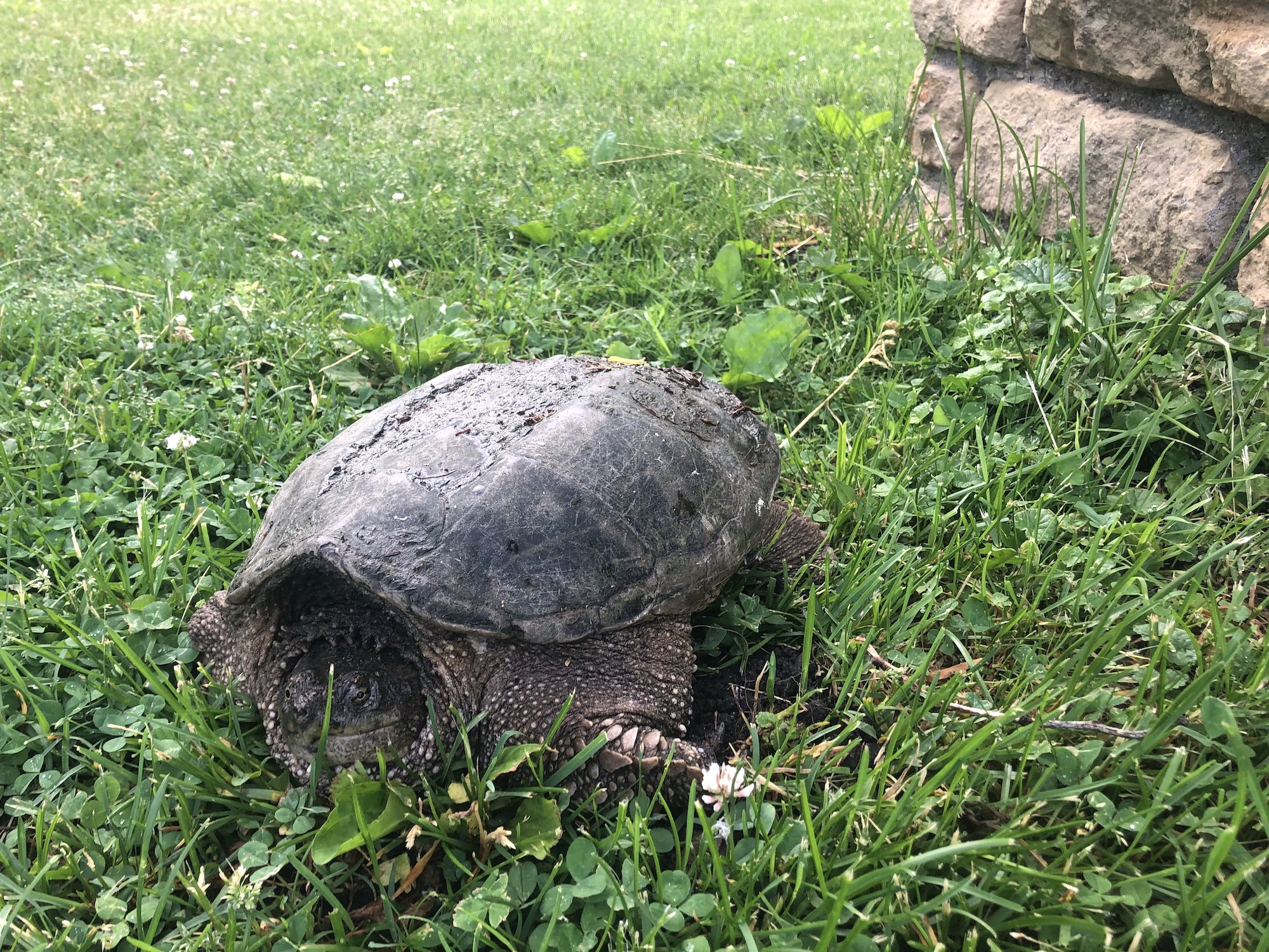 Snapping Turtle in E. Ray Stevens Pond and Aquatic Gardens on corner of Manitou Way and Nakoma Road in Madison, Wisconsin on June 10, 2020.