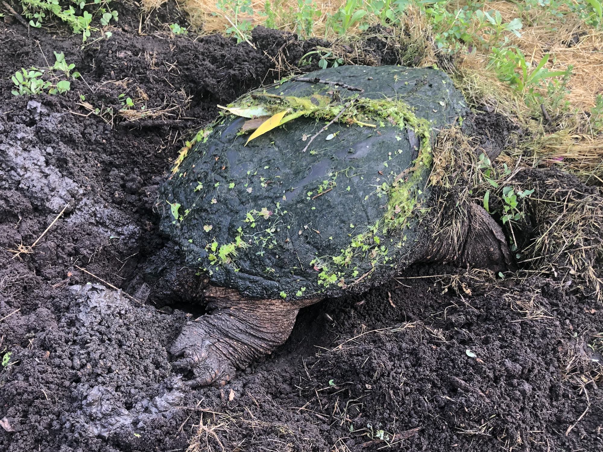Snapping Turtle laying eggs in E. Ray Stevens Pond and Aquatic Gardens on corner of Manitou Way and Nakoma Road in Madison, Wisconsin on June 10, 2020.