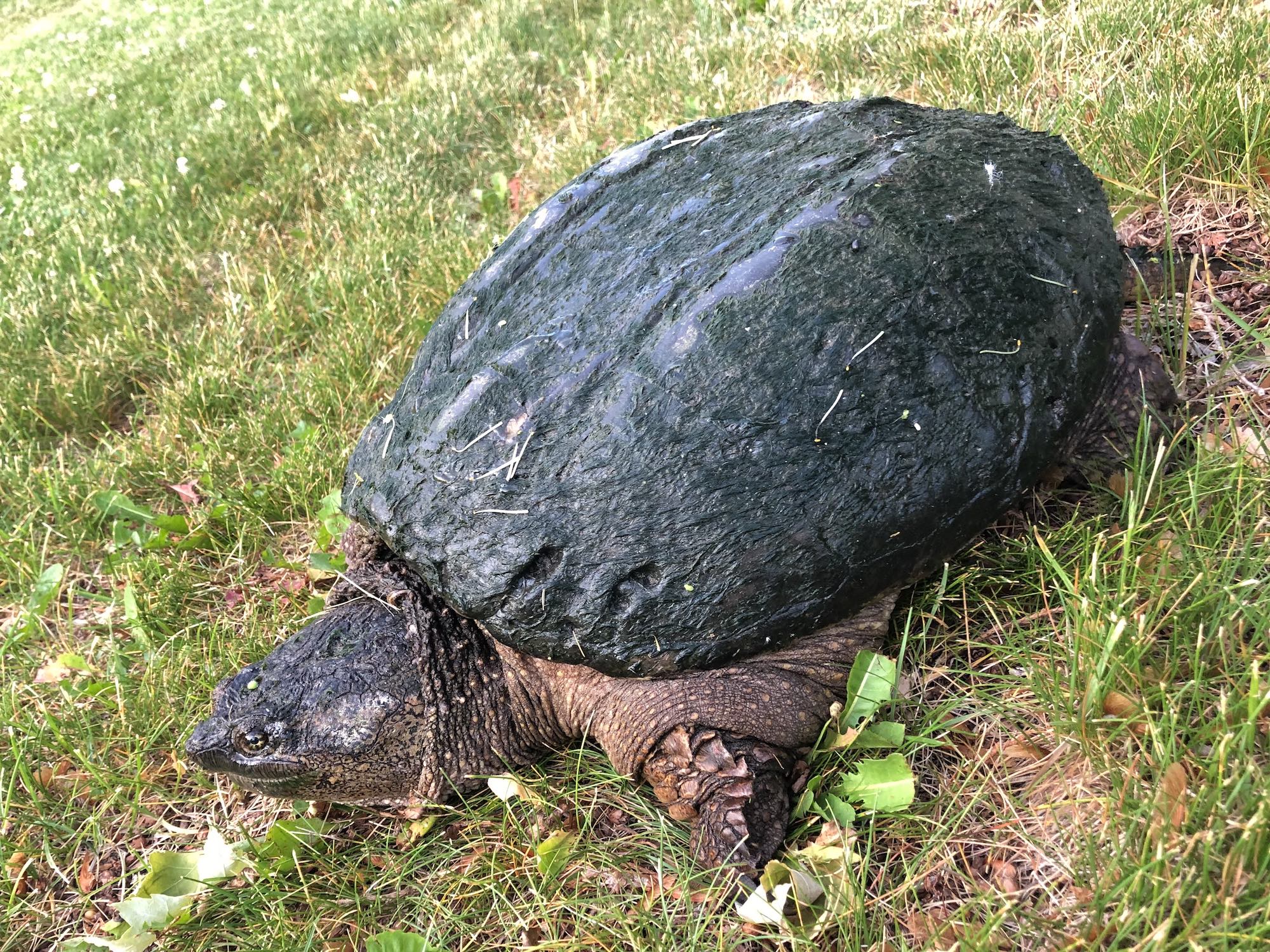 Snapping Turtle in E. Ray Stevens Pond and Aquatic Gardens on corner of Manitou Way and Nakoma Road in Madison, Wisconsin on June 8, 2021.