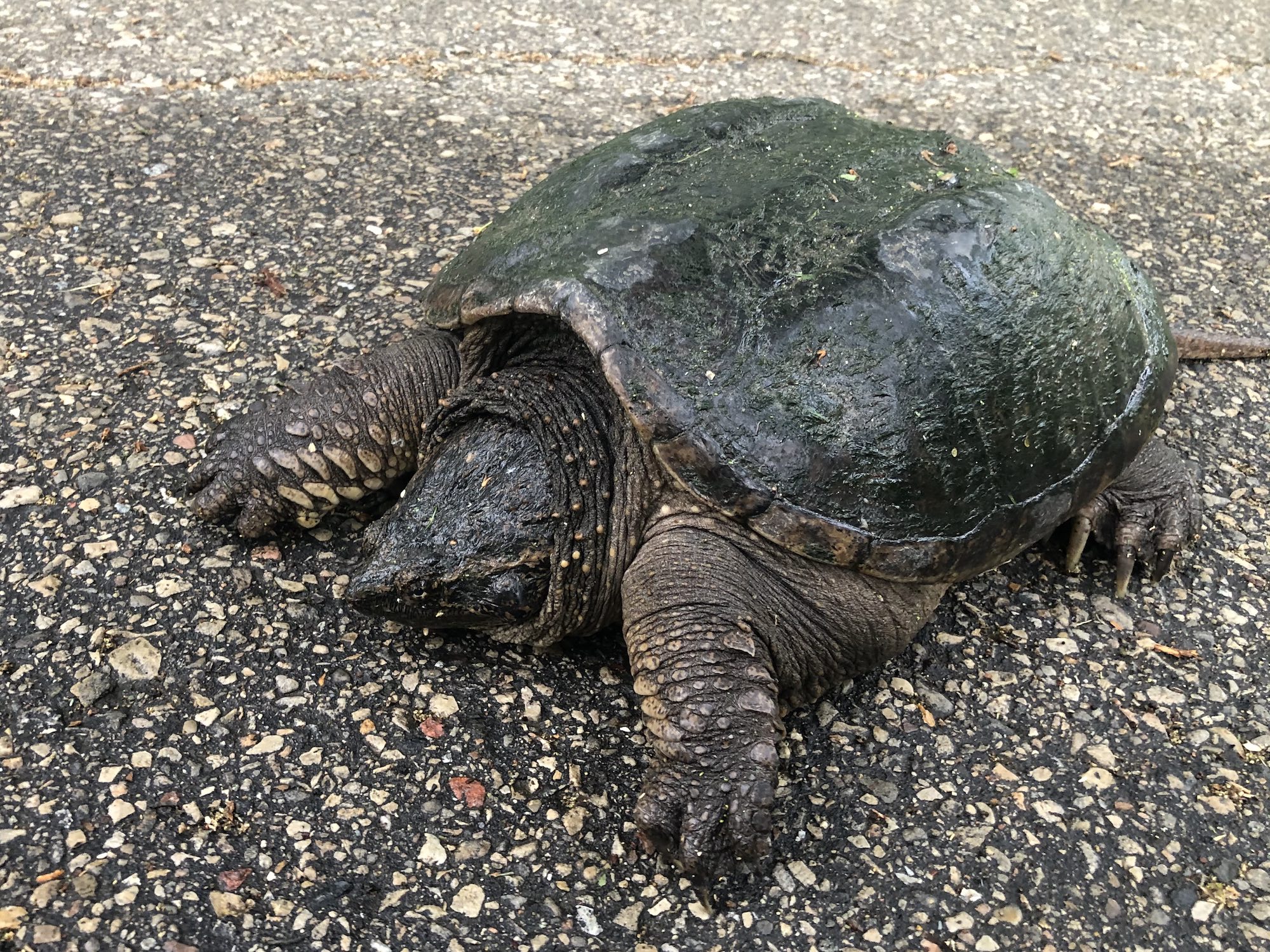 Snapping Turtle on Bike Path in Oak Savanna in Madison, Wisconsin on June 4, 2021.
