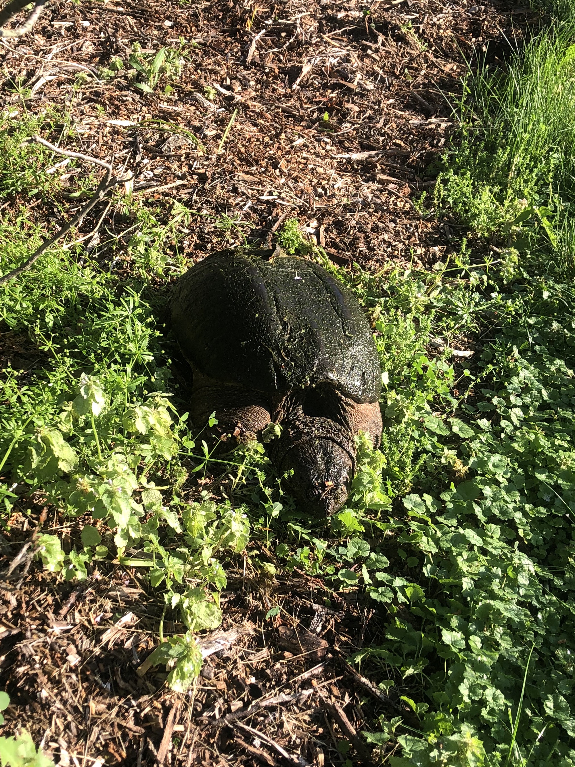 Snapping Turtle in E. Ray Stevens Pond and Aquatic Gardens on corner of Manitou Way and Nakoma Road in Madison, Wisconsin on June 14, 2022.
