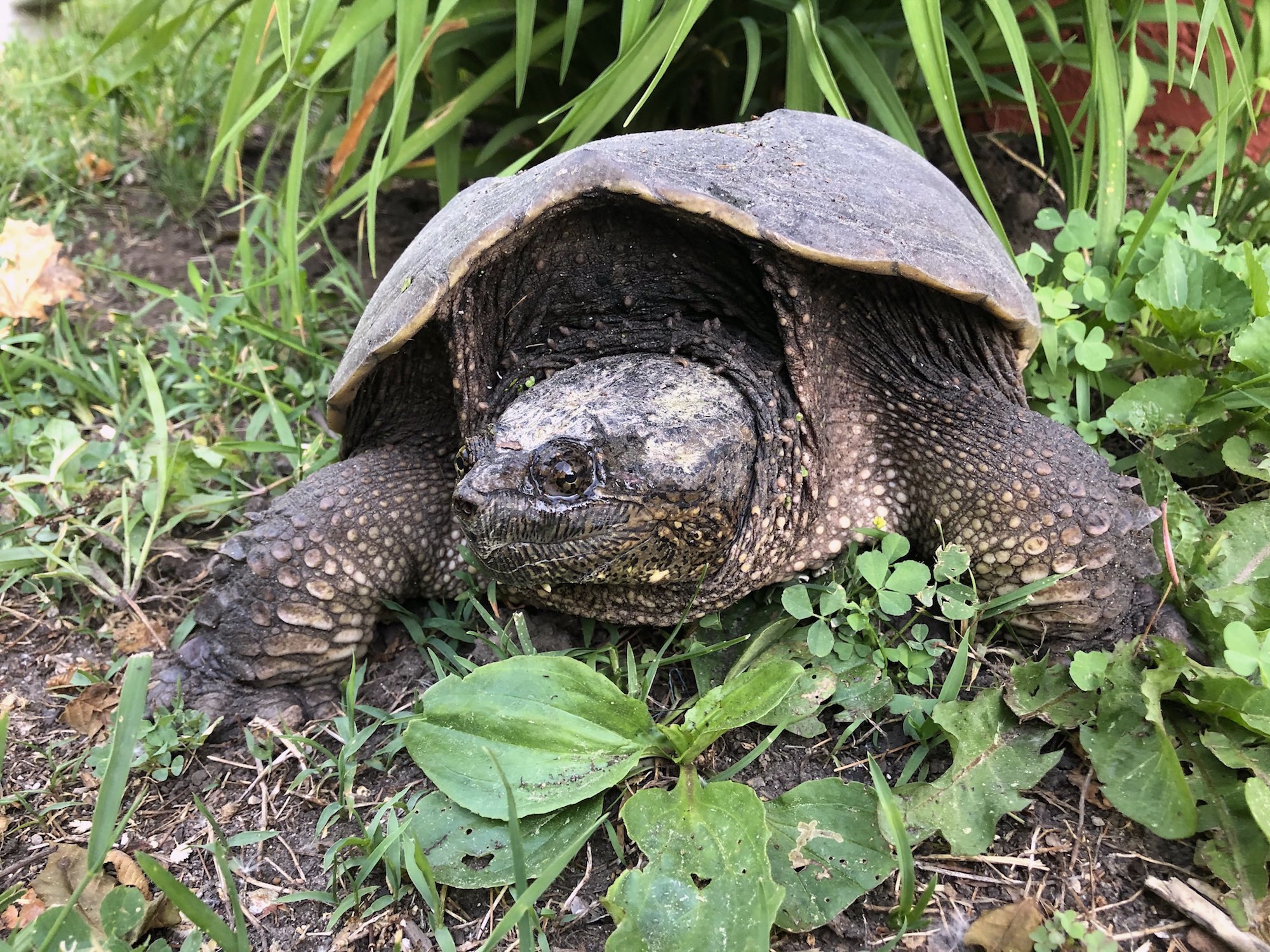 Snapping Turtle laying eggs in flower bed along Arbor Drive in Madison, Wisconsin on June 8, 2020.