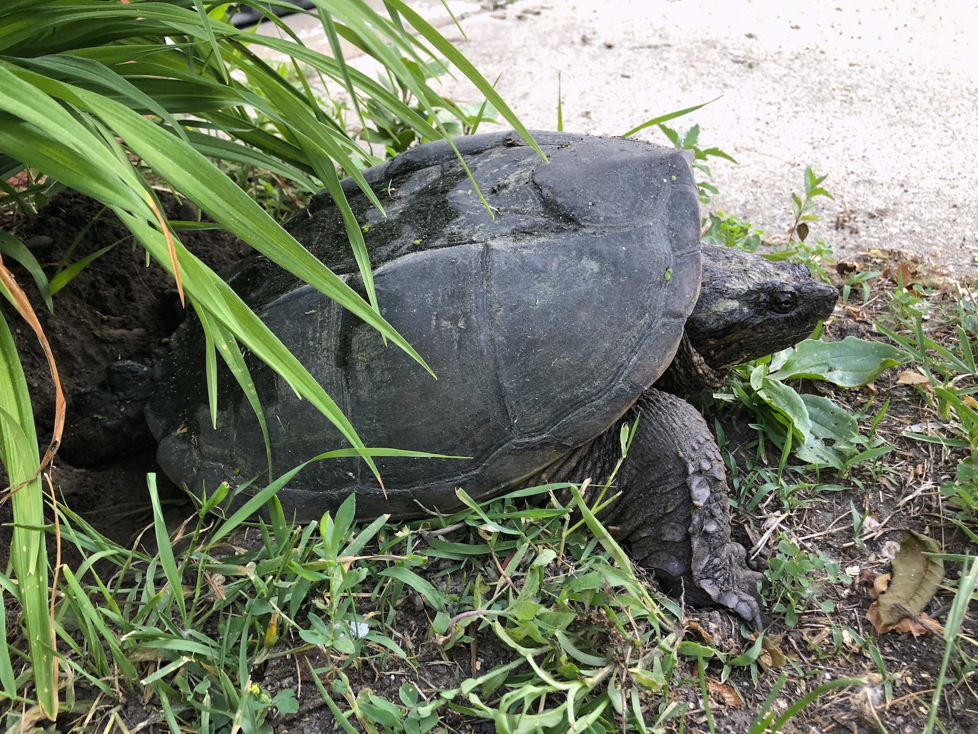 Snapping Turtle laying eggs in flower bed along Arbor Drive in Madison, Wisconsin on June 8, 2020.