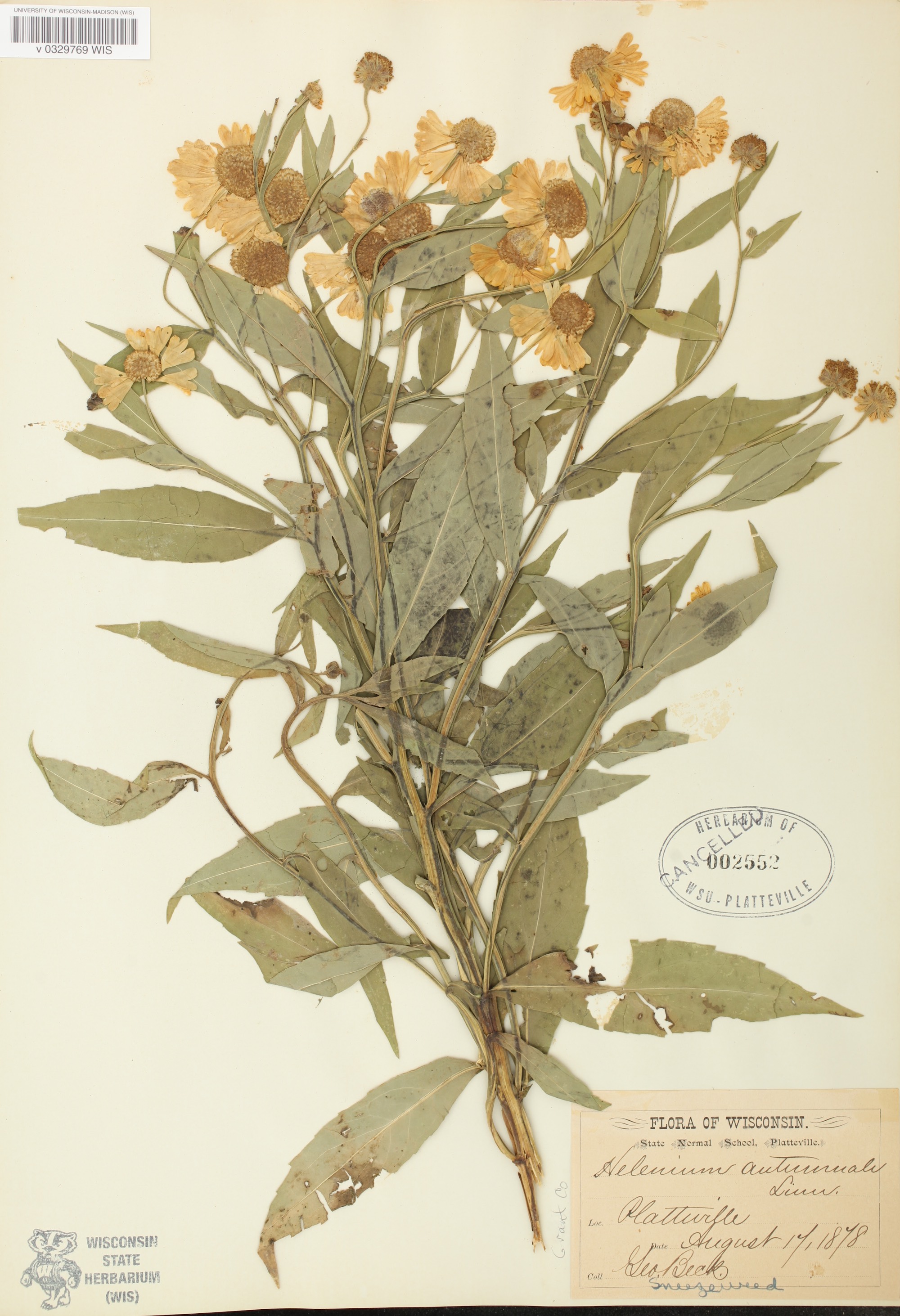 Common Sneezeweed specimen collected near Platteville, Wisconsin on August 17, 1878.