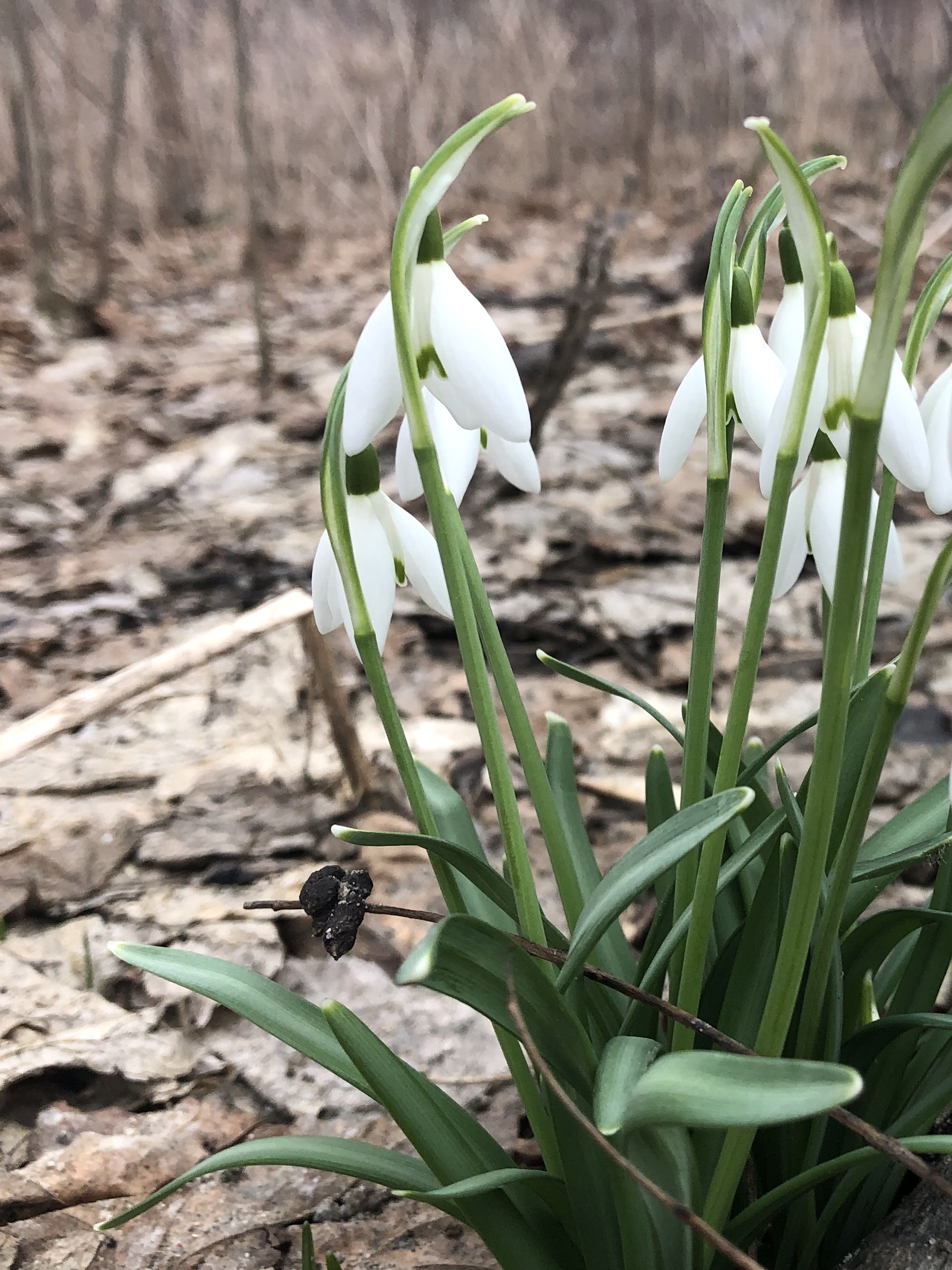 Snowdrops emerging in Madison Wisconsin along Arbor Drive on March 10, 2021.