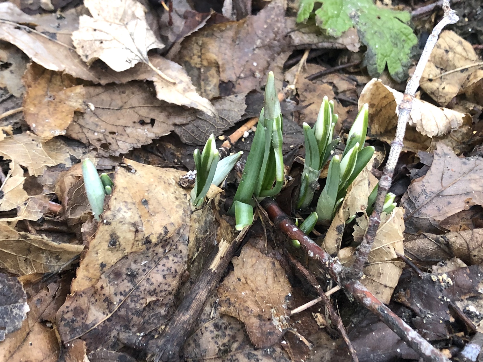 Snowdrops emerging in Madison Wisconsin along Arbor Drive on February 15, 2023.