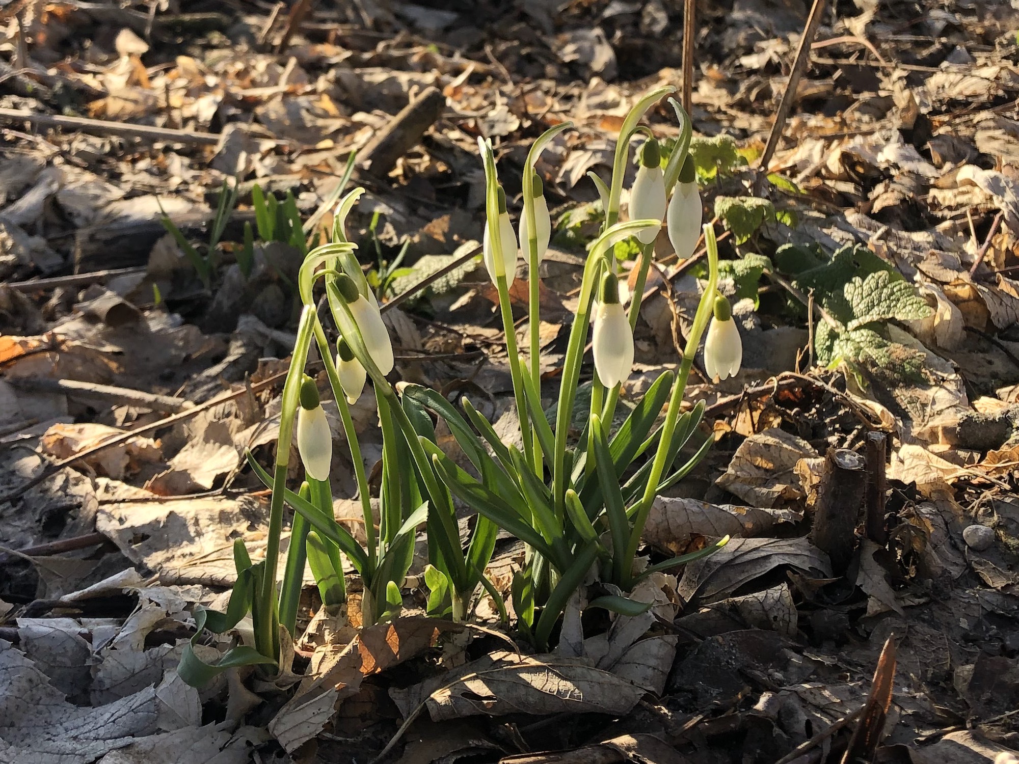 Snowdrops in Madison Wisconsin along Arbor Drive on March 7, 2023.