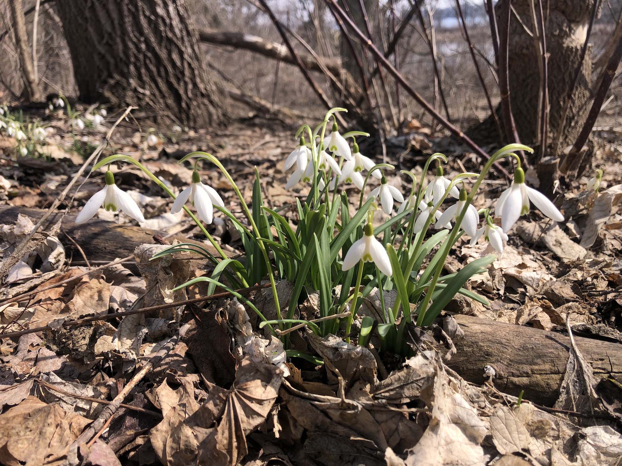 Snowdrops in Madison Wisconsin along Arbor Drive on March 21, 2023.