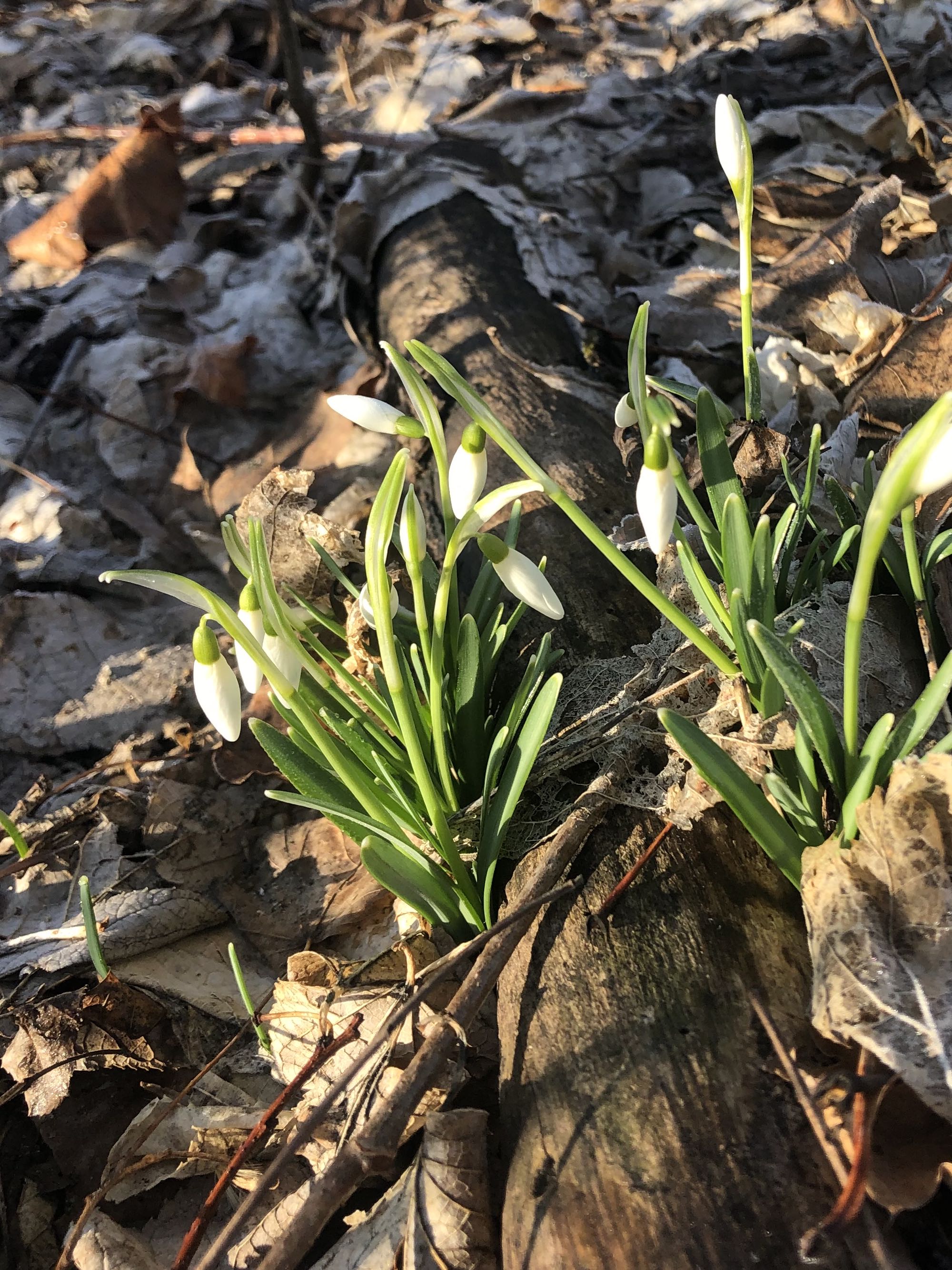 Snowdrops in Madison Wisconsin along Arbor Drive on March 4, 2023.