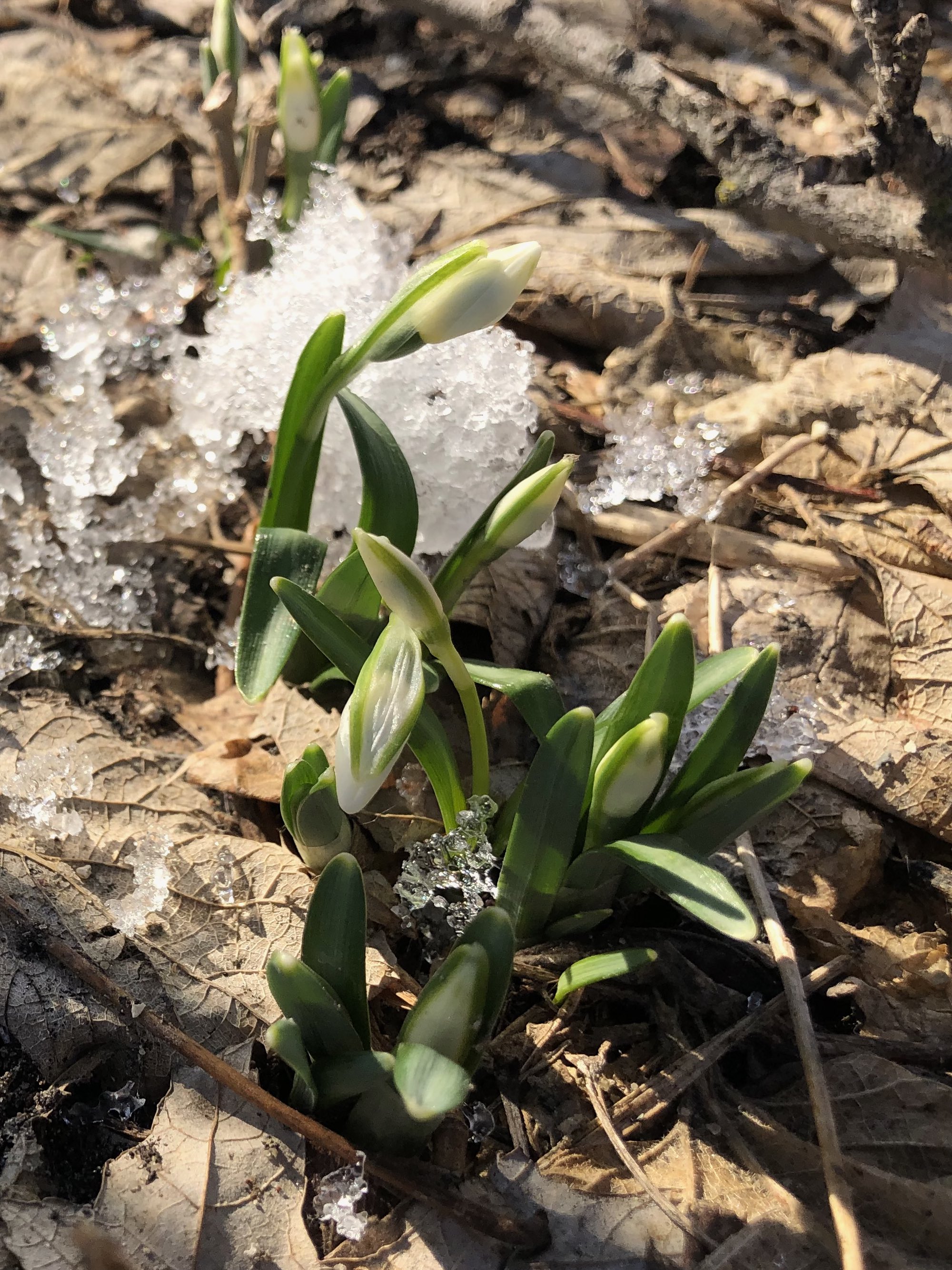 Snowdrops emerging in Madison Wisconsin along Arbor Drive on March 5, 2021.