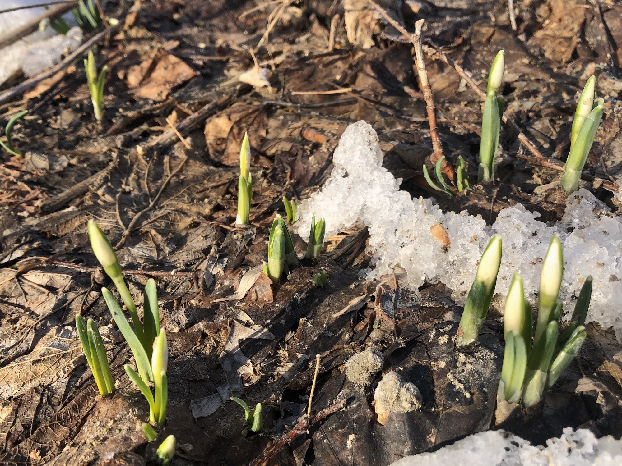 Snowdrops emerging in Madison Wisconsin along Arbor Drive on March 7, 2021.
