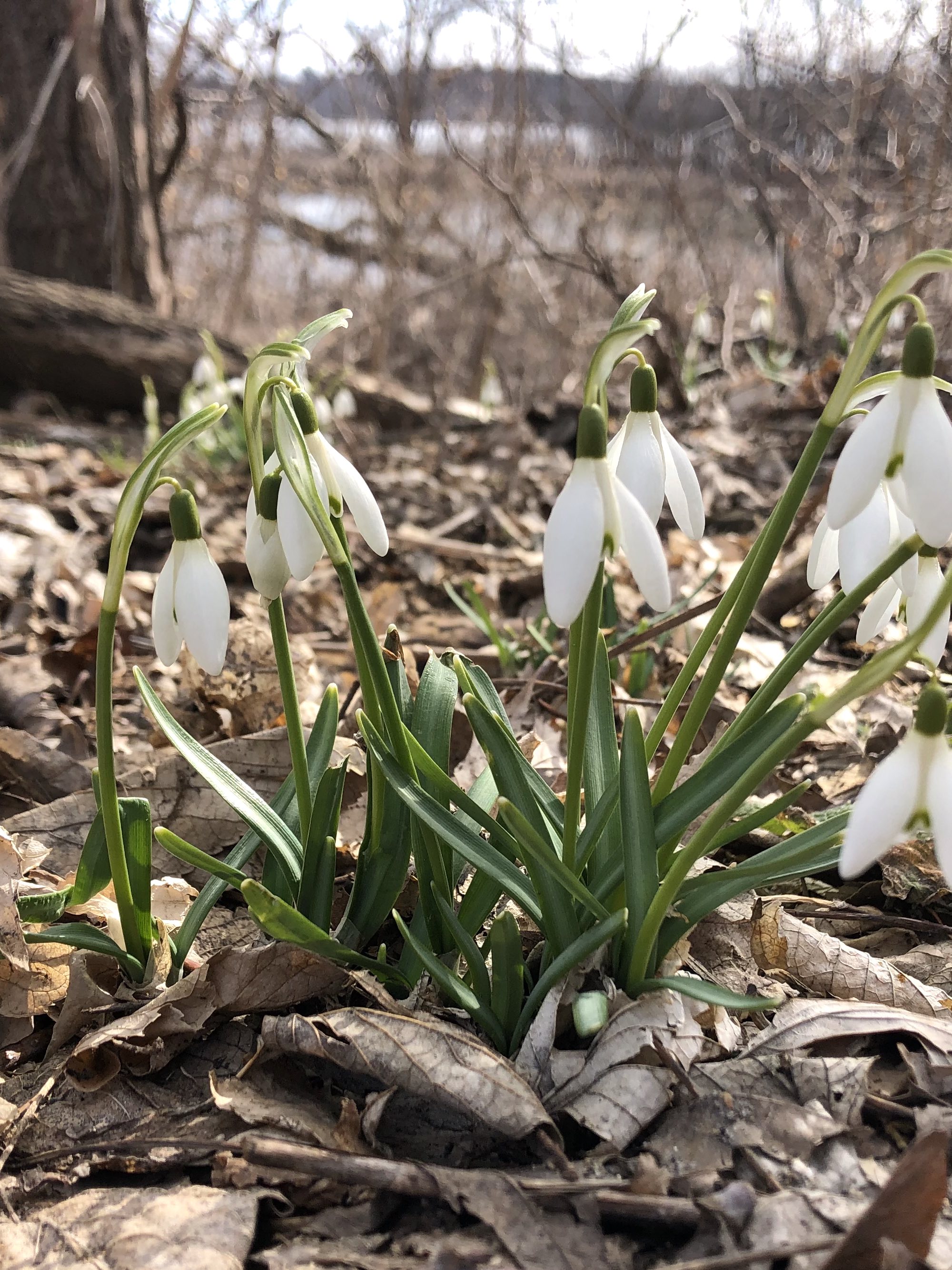Snowdrops in Madison Wisconsin along Arbor Drive on March 8, 2023.