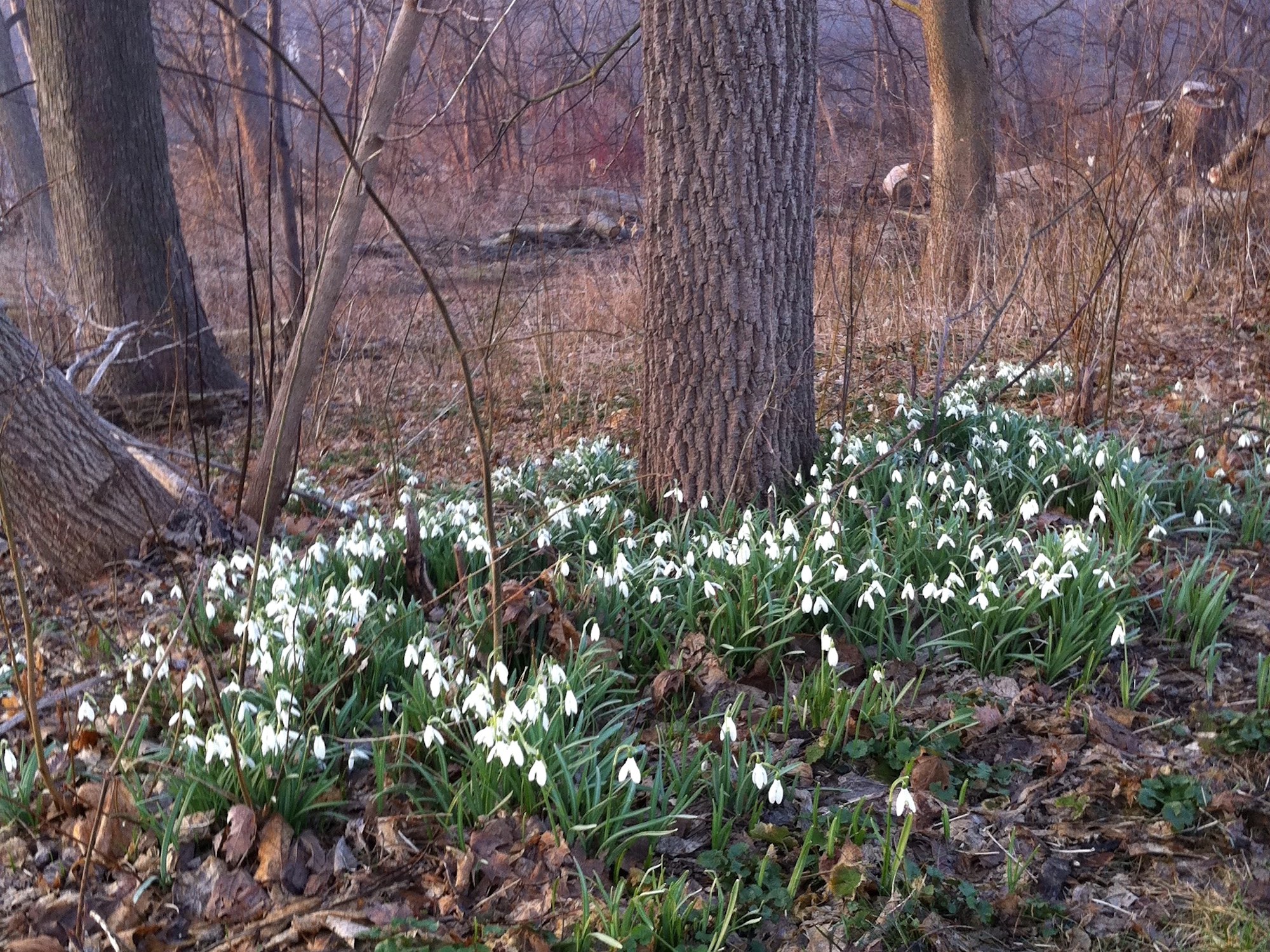 Snowdrops in woods between the Sycamore Tree on Arbor Drive and the bike path entrance to the Oak Savanna on March 15, 2012.