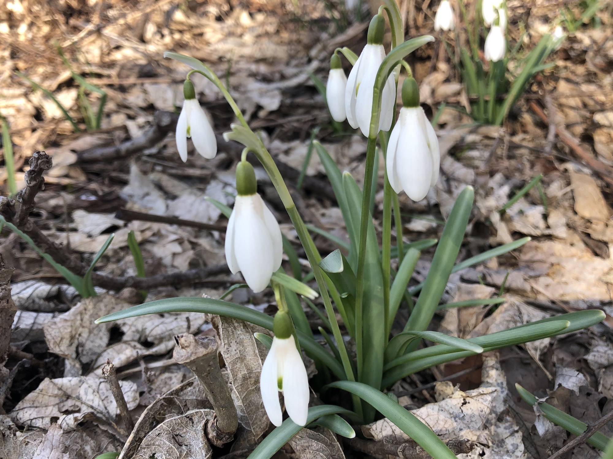 Snowdrops in woods between the Sycamore Tree on Arbor Drive and the bike path entrance to the Oak Savanna on March 15, 2020.