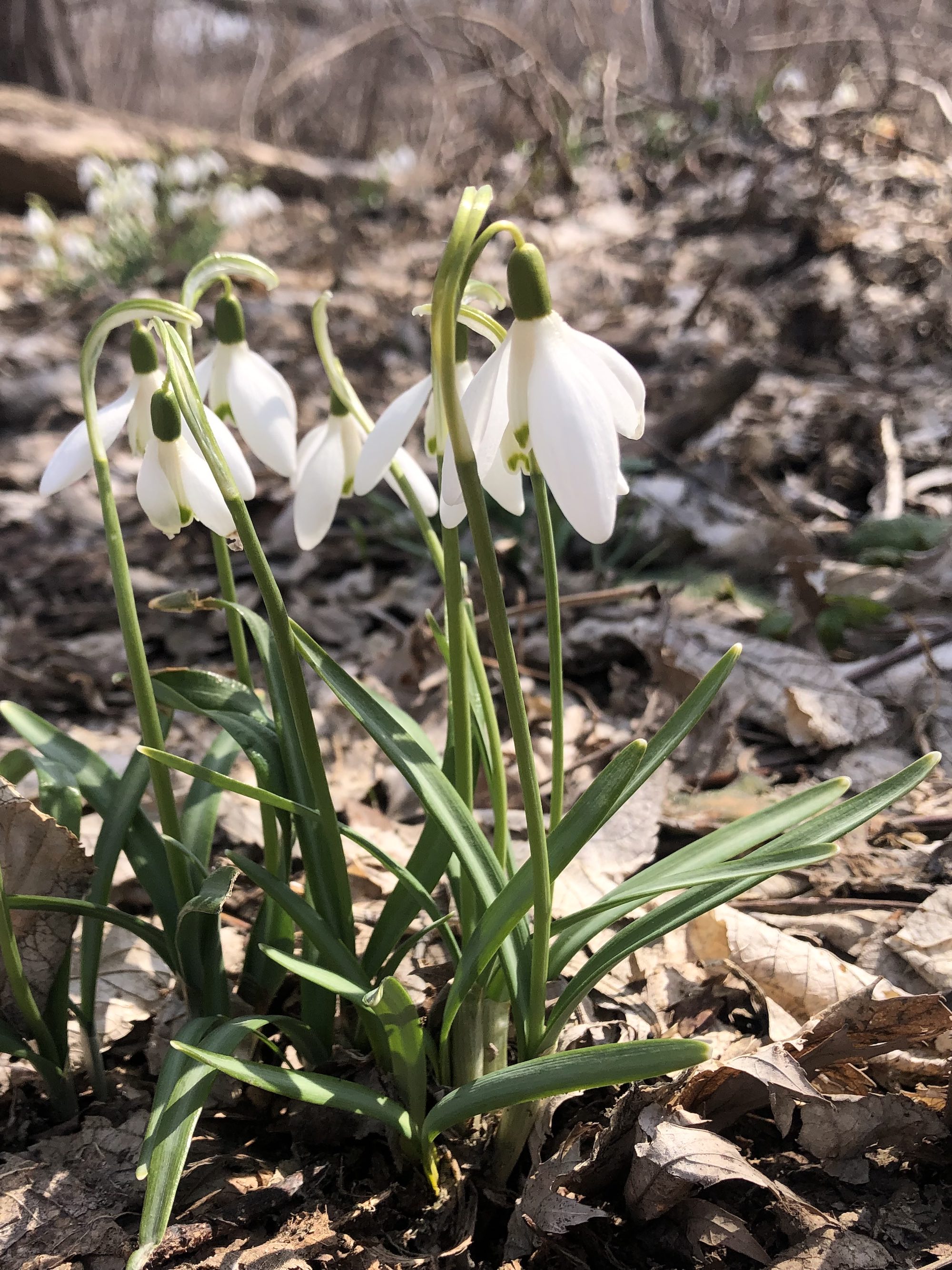 Snowdrops in Madison Wisconsin along Arbor Drive on March 21, 2023.