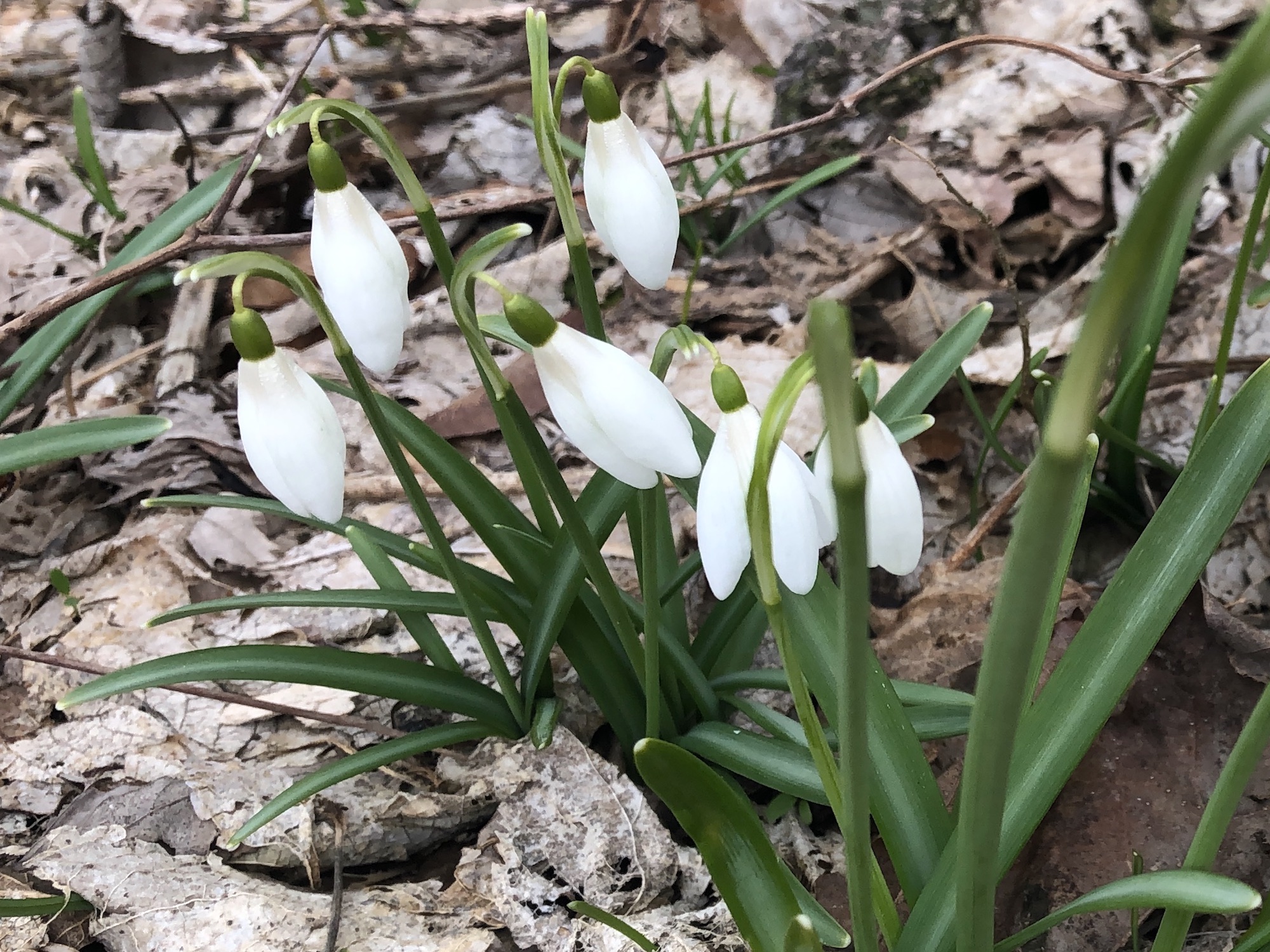 Snowdrops in woods between the Sycamore Tree on Arbor Drive in Madison, Wisconsin on March 25, 2020.