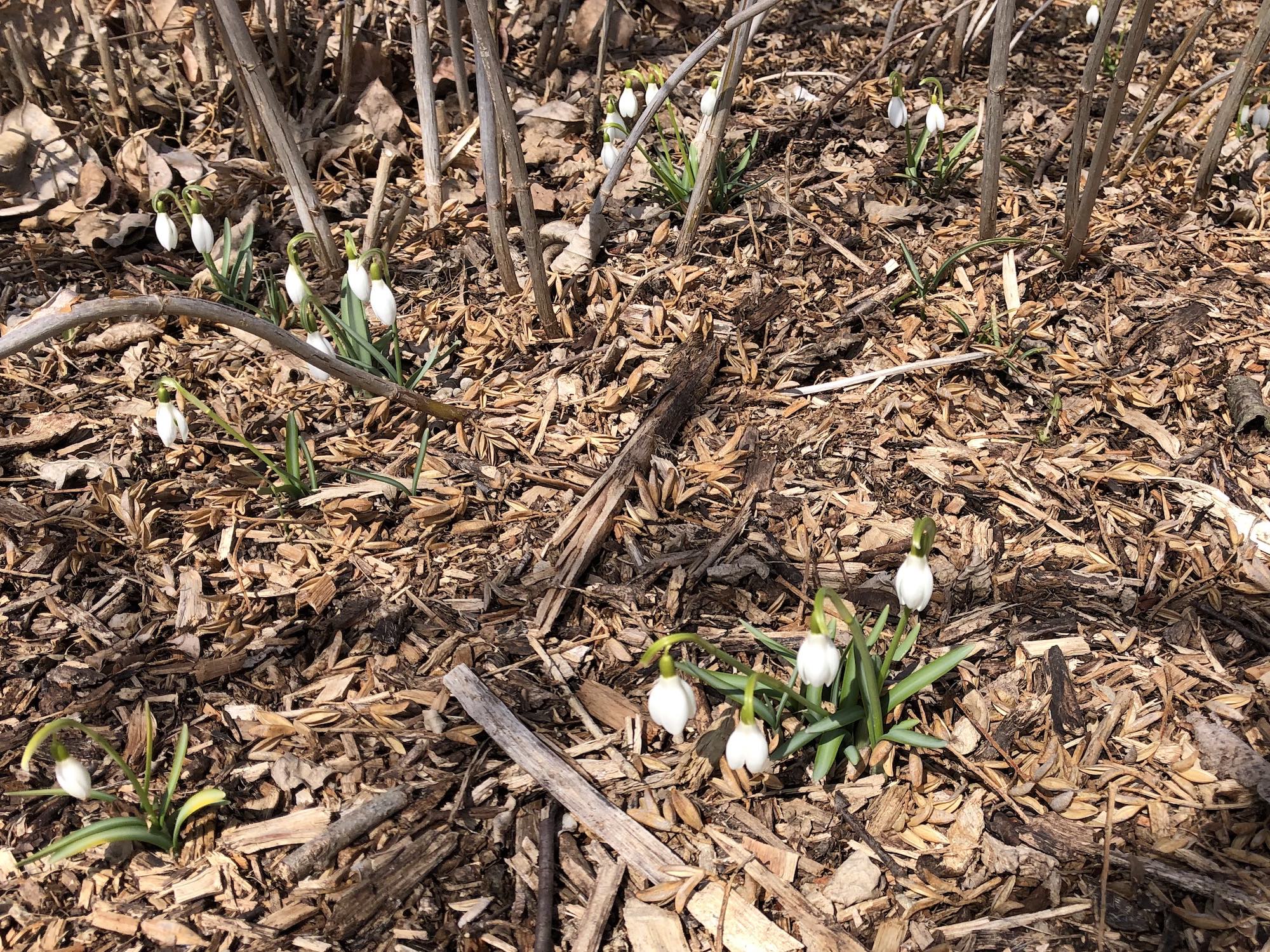 Snowdrops in UW Arboretum at edge of Longenecker Gardens in Madison, Wisconsin on March 26, 2019.