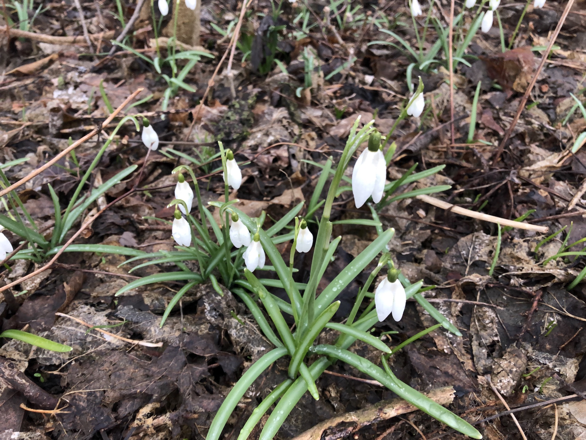 Snowdrops in woods between the Sycamore Tree on Arbor Drive in Madison, Wisconsin on March 26, 2020.