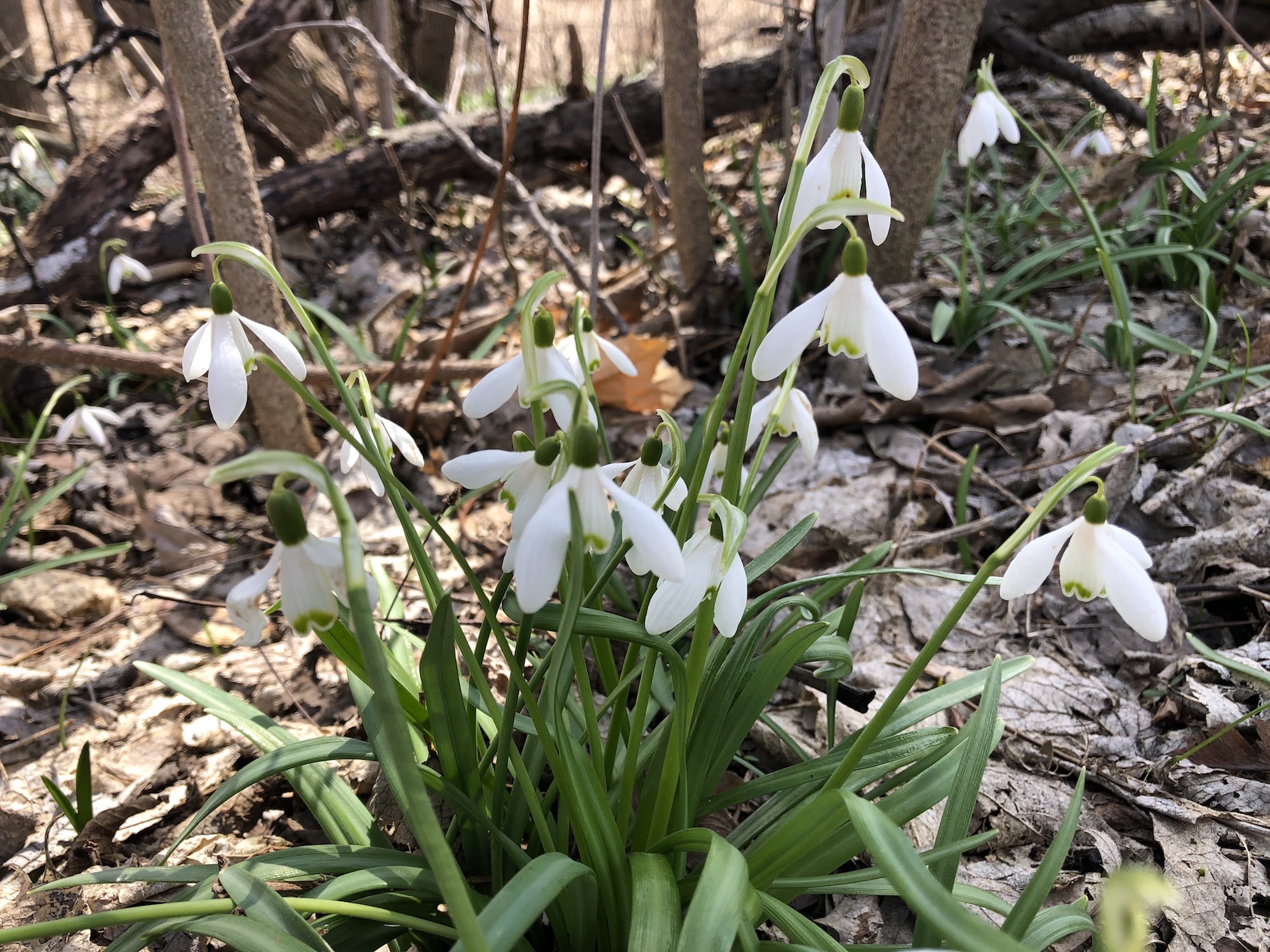Snowdrops in woods between the Sycamore Tree on Arbor Drive in Madison, Wisconsin on March 30, 2020.