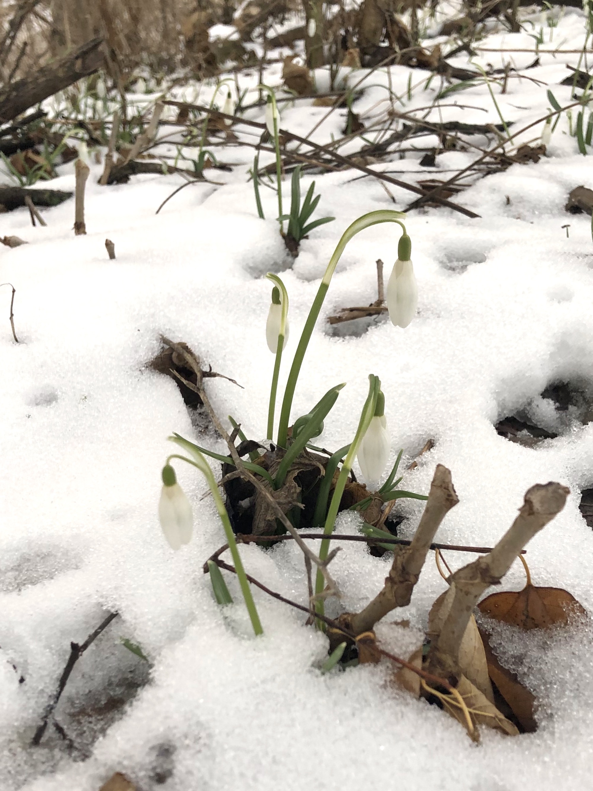 Snowdrops emerging in Madison Wisconsin along Arbor Drive on March1 17, 2021.