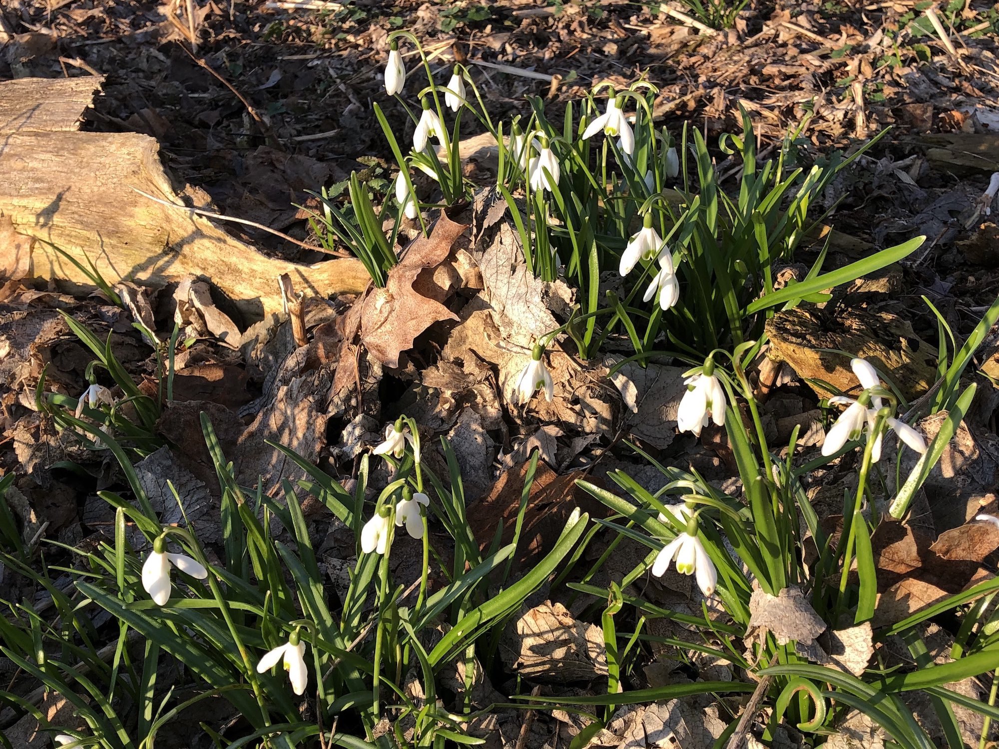 Snowdrops in woods between the Sycamore Tree on Arbor Drive in Madison, Wisconsin on  April 2, 2020.