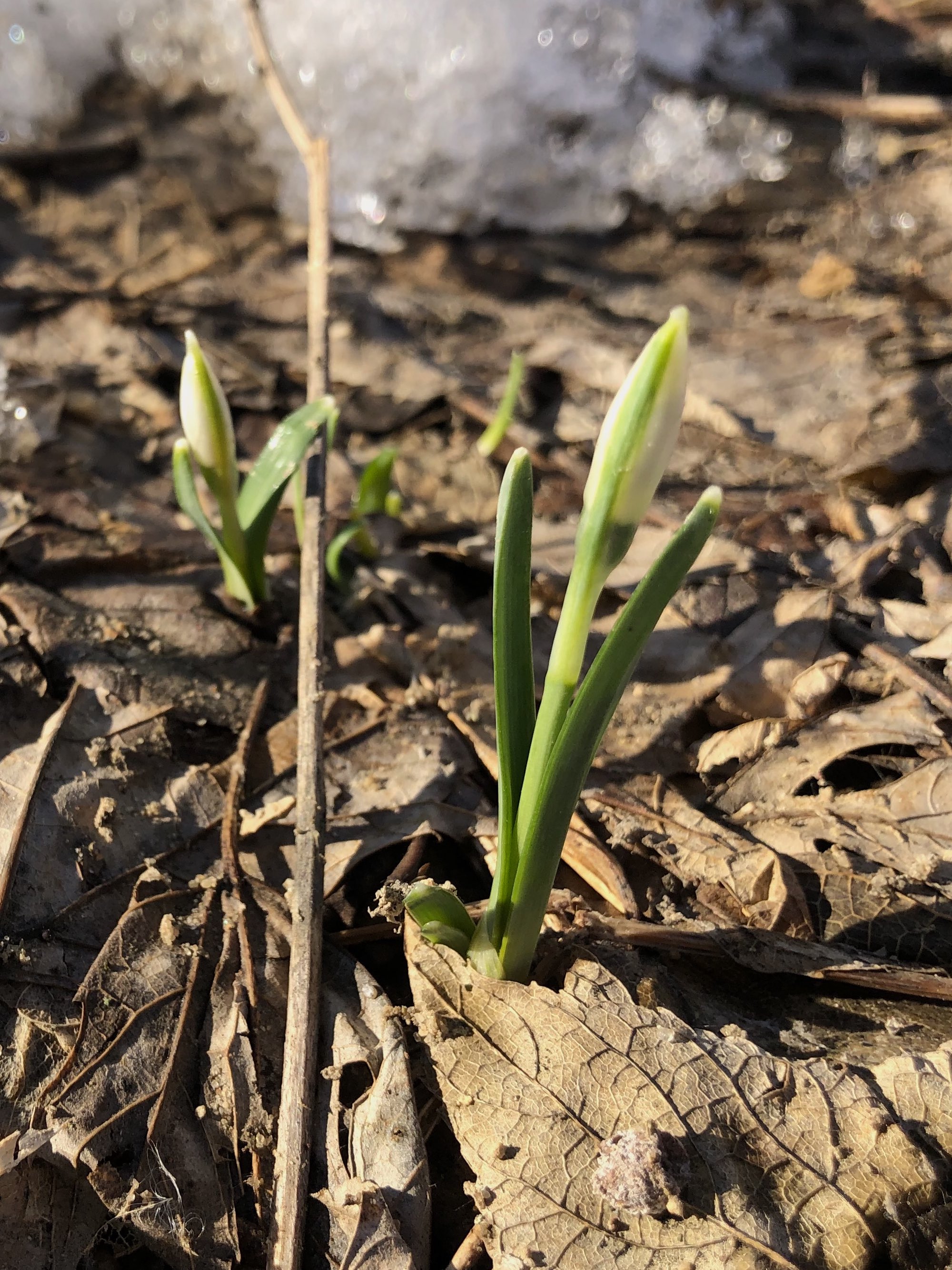 Snowdrops emerging in Madison Wisconsin along Arbor Drive on March 5, 2021.