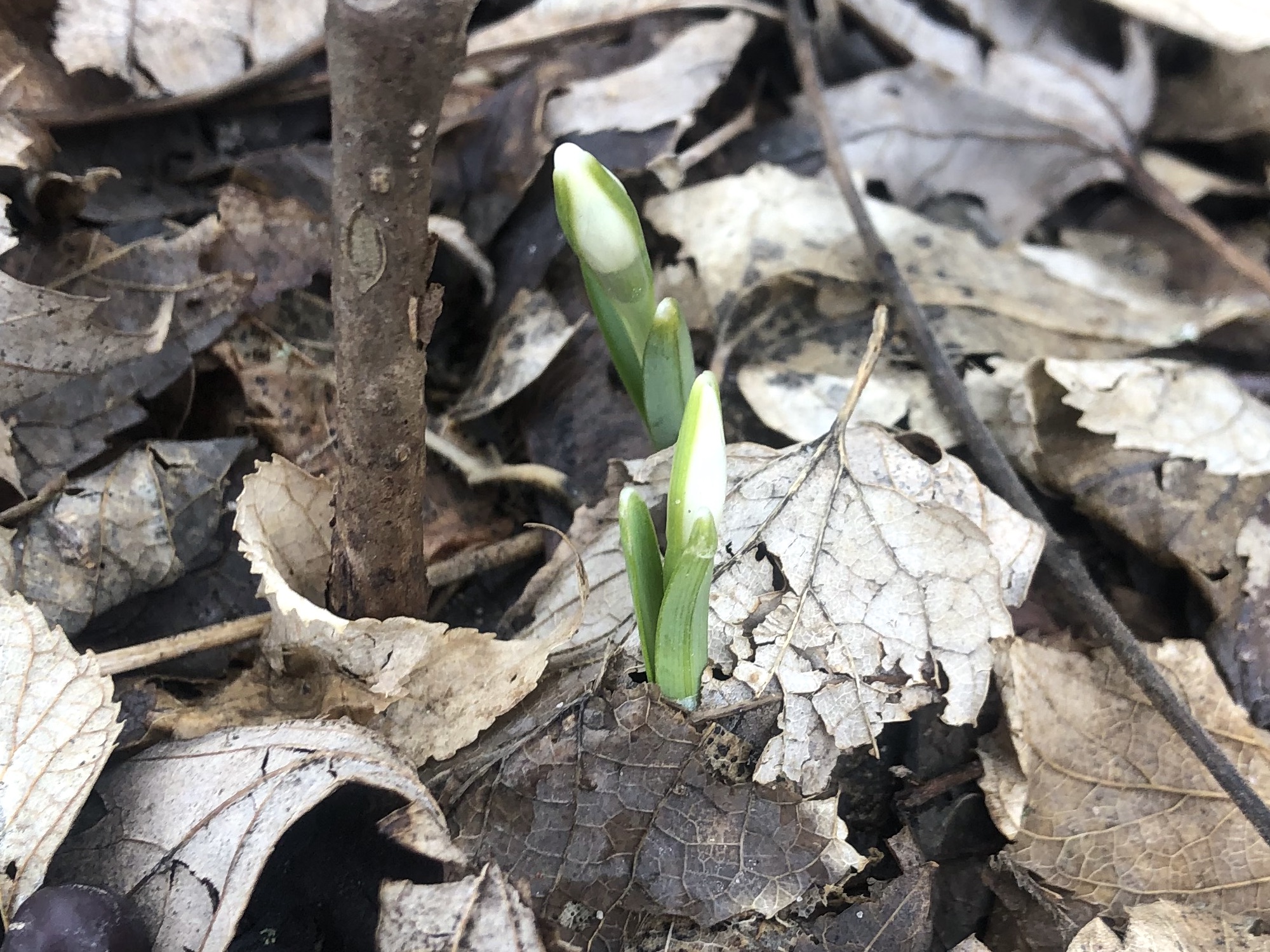 Snowdrops emerging in Madison Wisconsin along Arbor Drive on February 15, 2023.