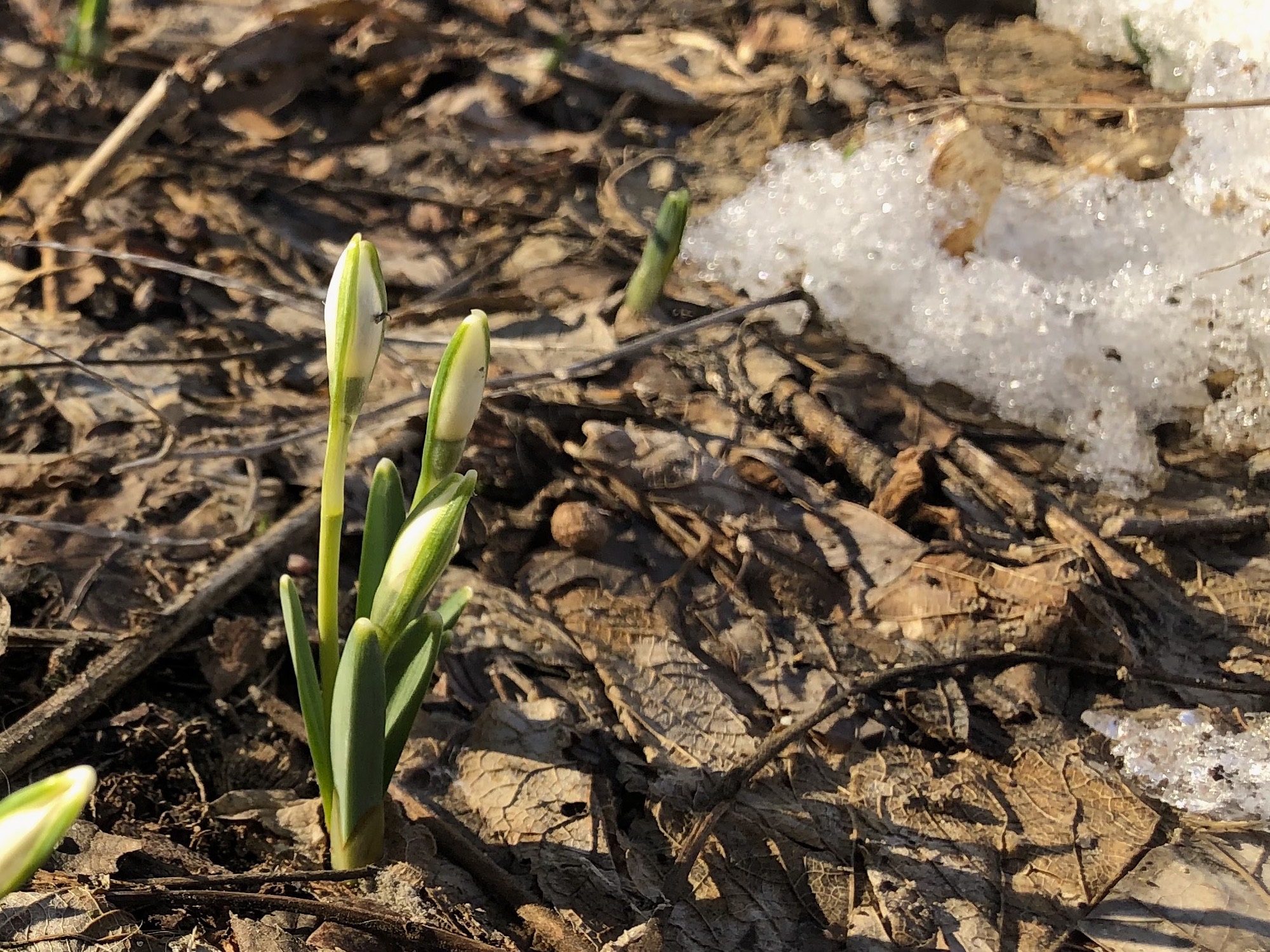 Snowdrops emerging in Madison Wisconsin along Arbor Drive on March 5, 2021..