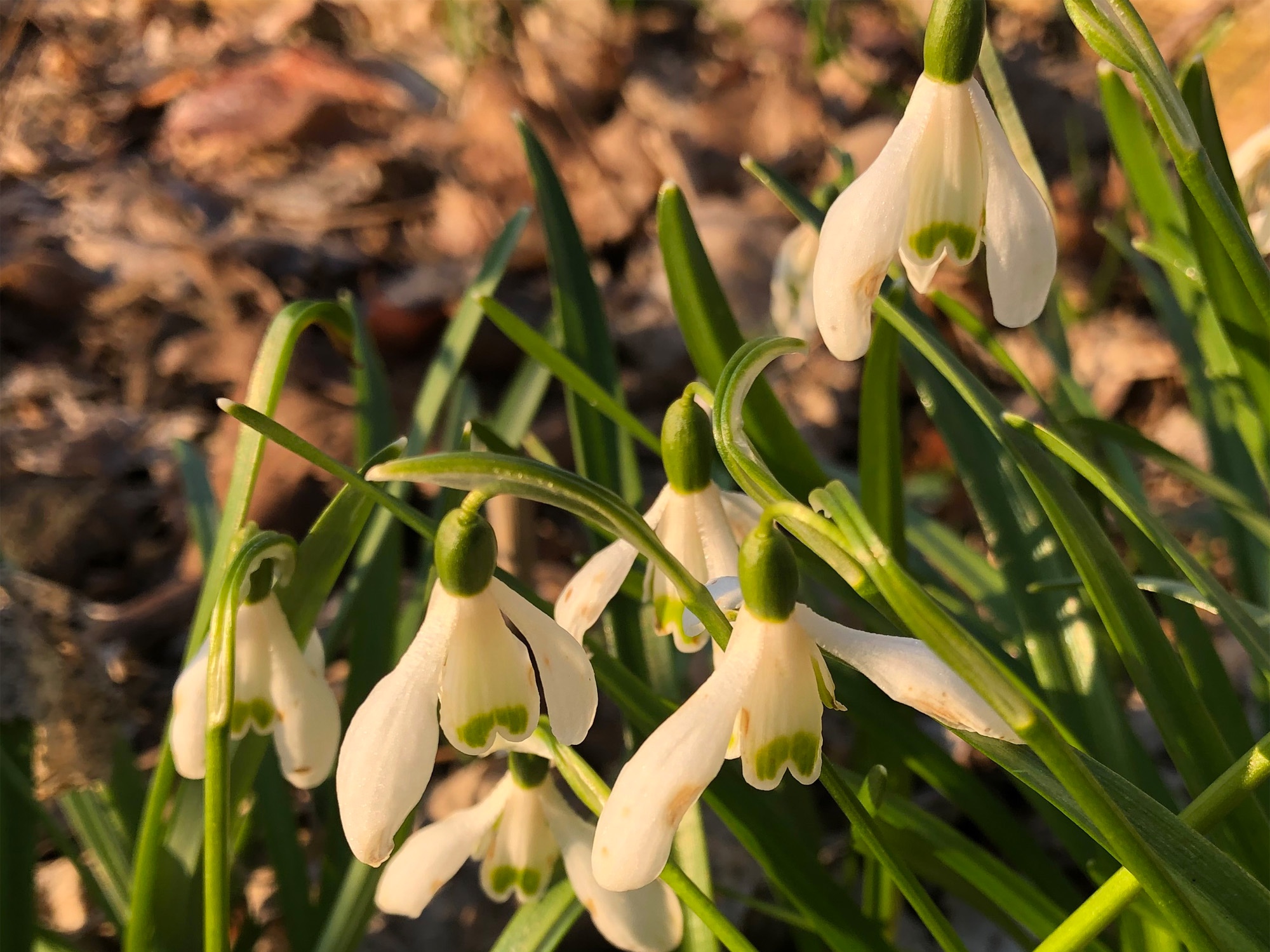 Snowdrops in woods between the Sycamore Tree on Arbor Drive in Madison, Wisconsin on  April 2, 2020.