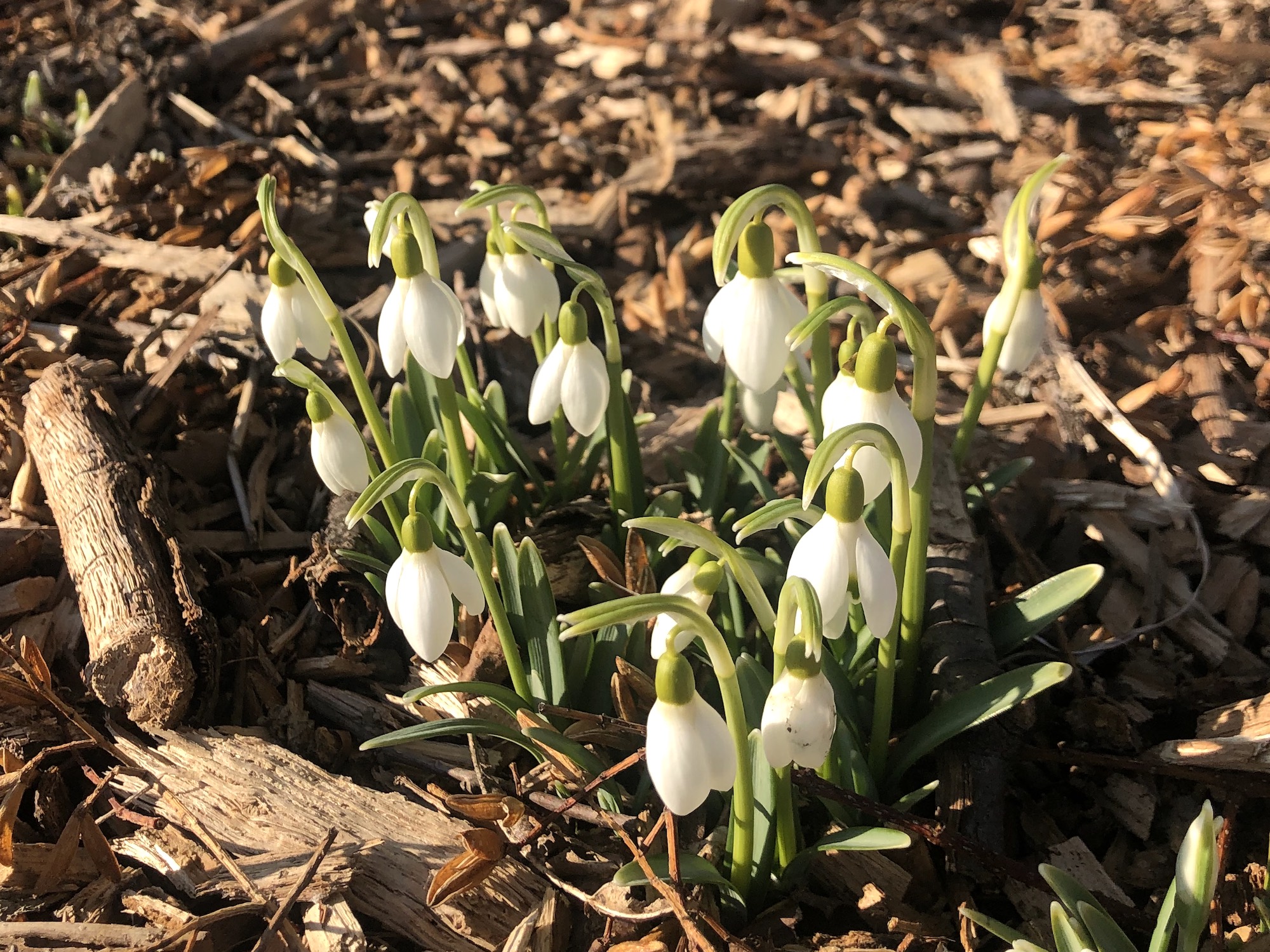 Snowdrops in the University of Wisconsin Arbortetum Longenecker Gardens in Madison Wisconsin on March 1, 2023.