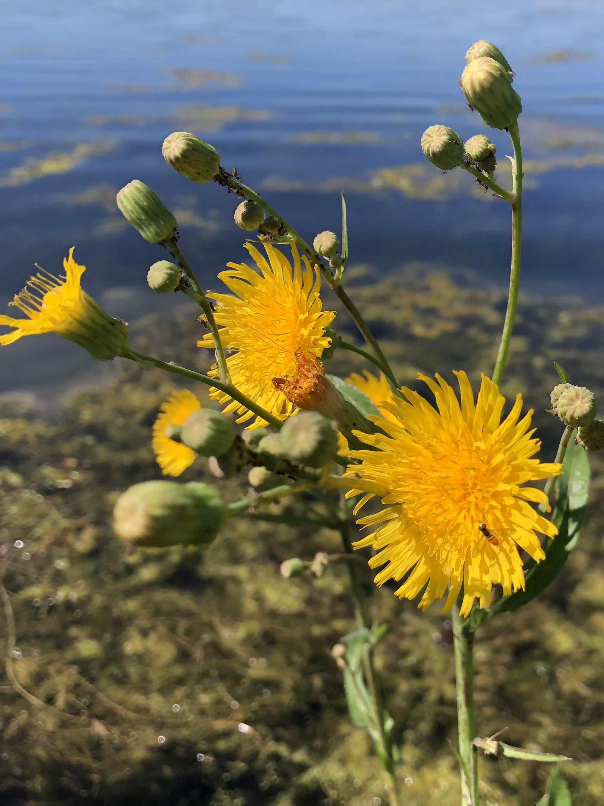 Perennial Sowthistle along shore of Lake Wingra on July 10, 2022.