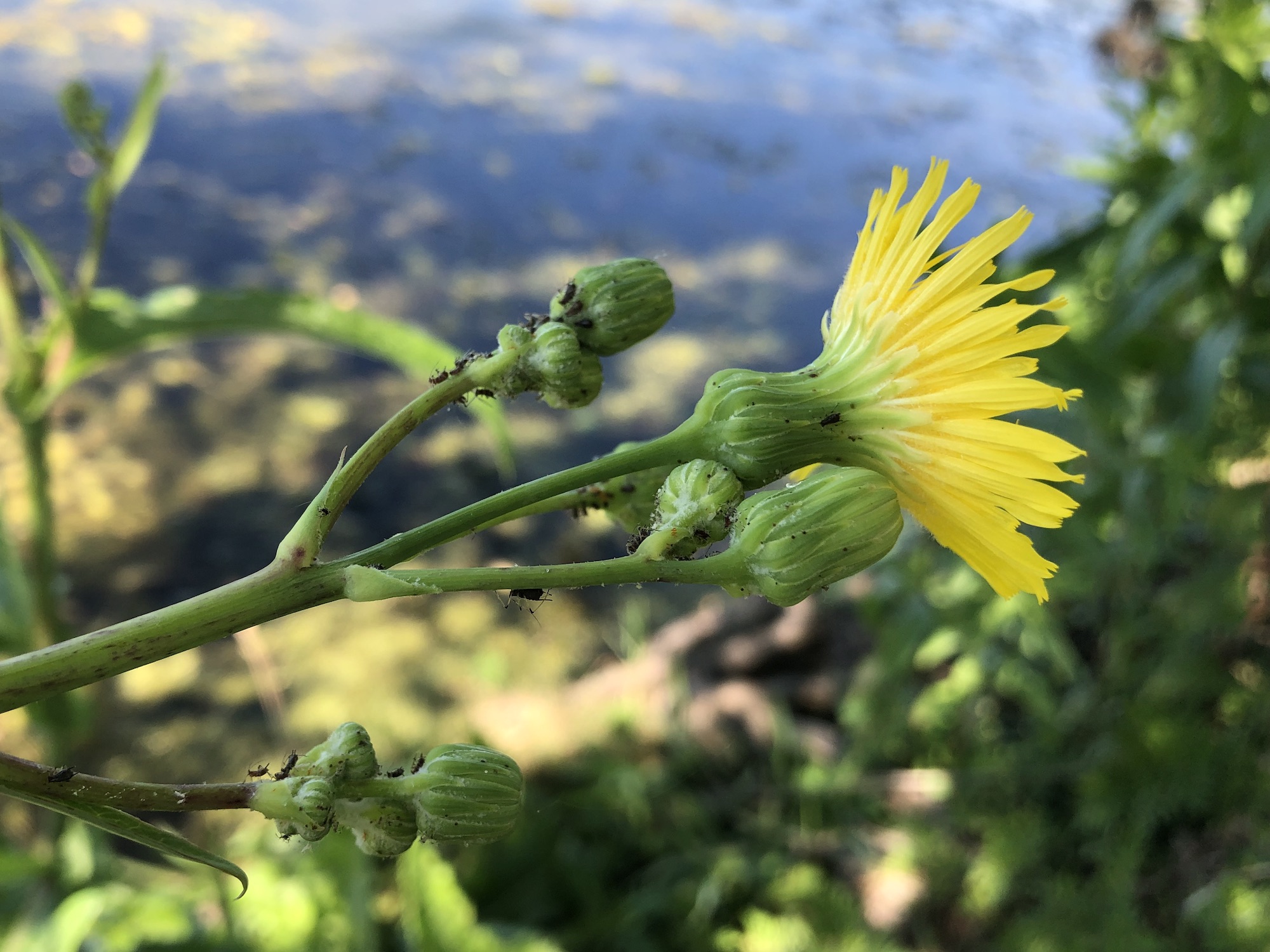 Perennial Sowthistle bracts along shore of Lake Wingra on July 10, 2022.