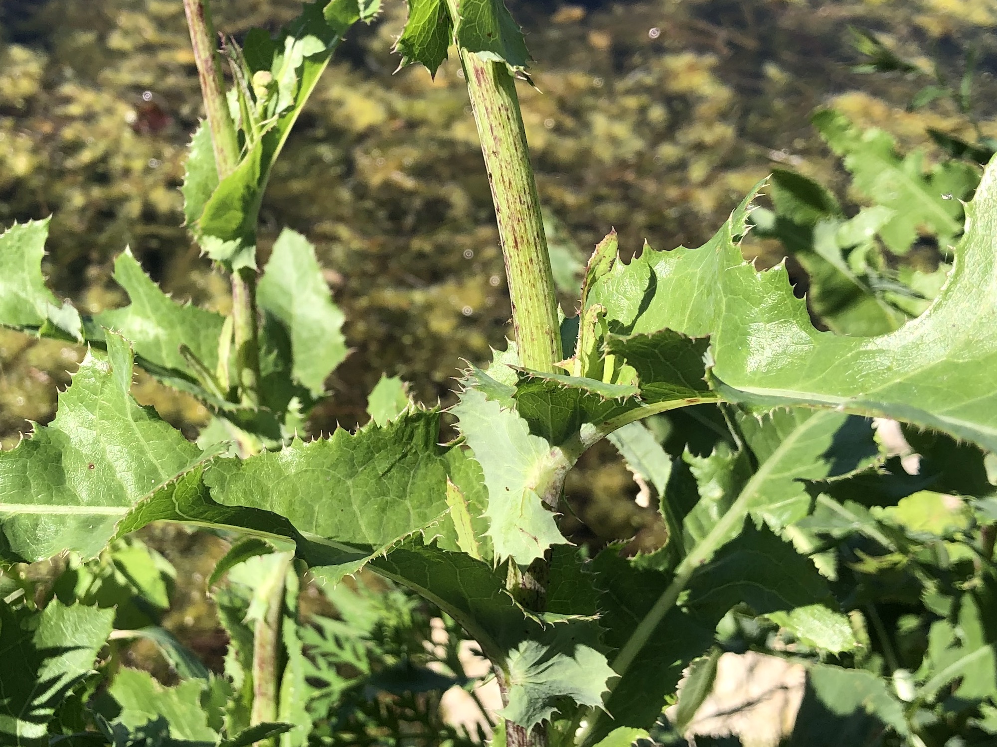 Perennial Sowthistle stem and leaves along shore of Lake Wingra on July 10, 2022.