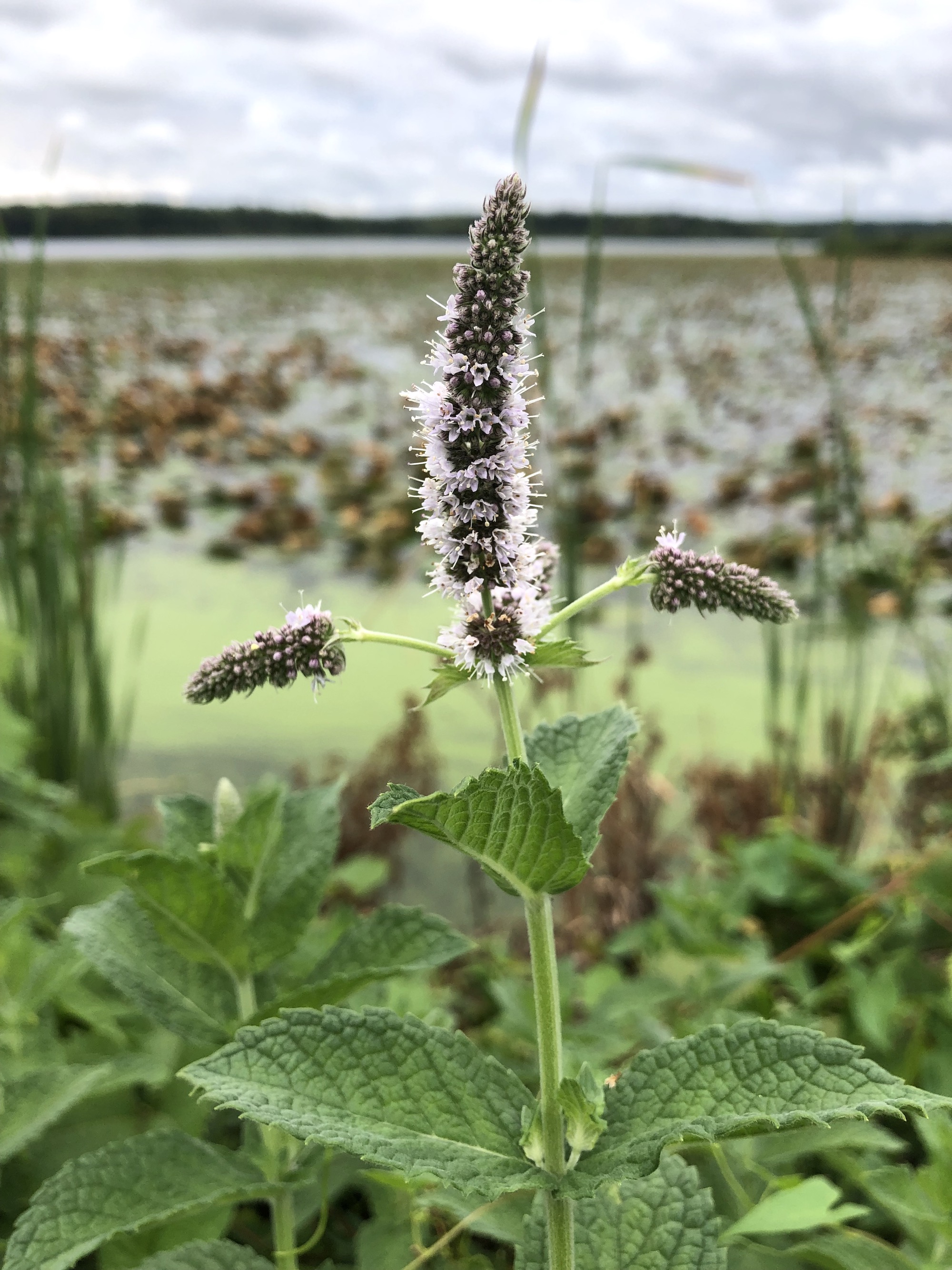 Spearmint on shore of Lake Wingra in Vilas Park in Madison, Wisconsin on September 4, 2021.