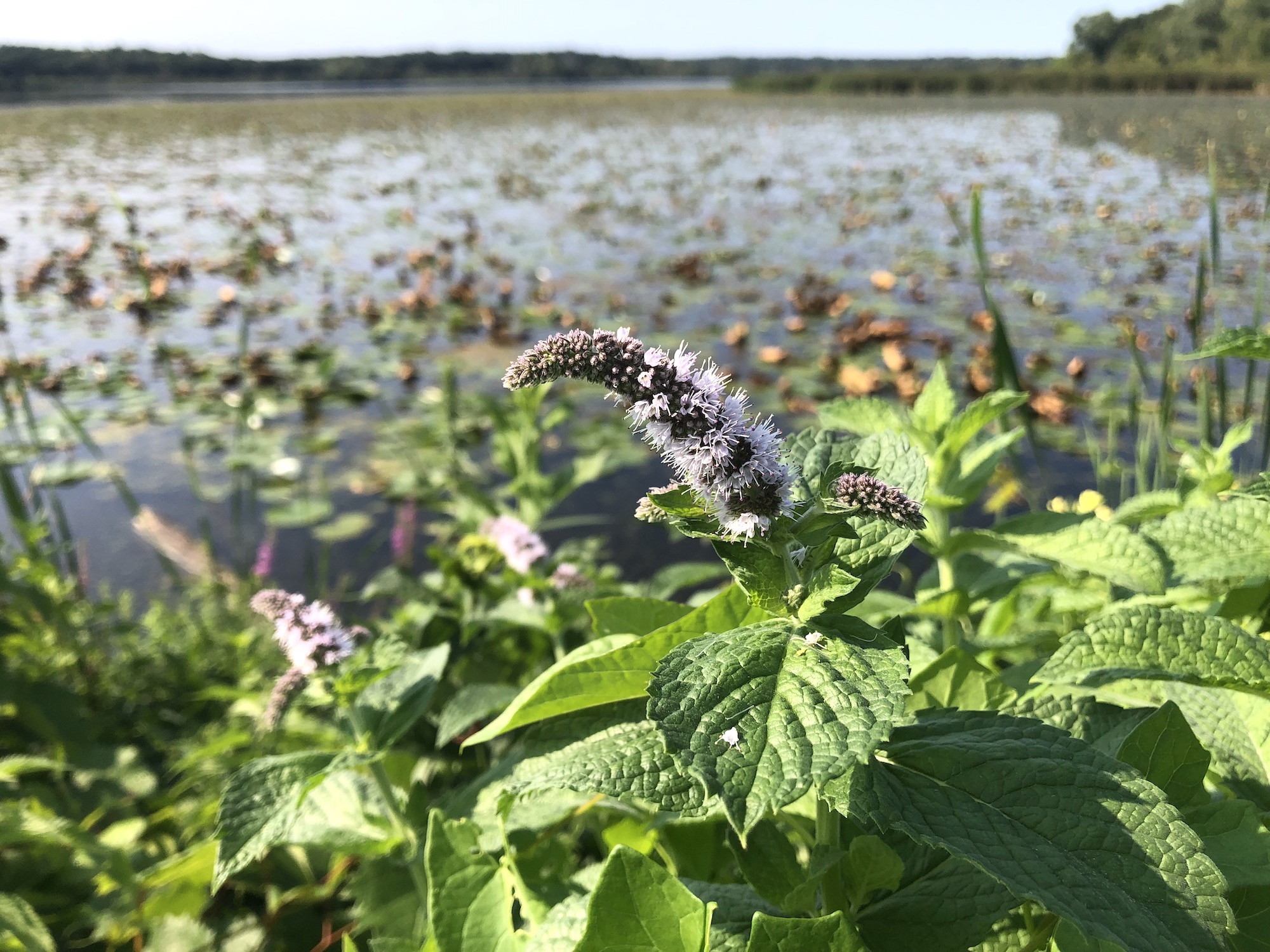 Spearmint on shore of Lake Wingra in Vilas Park in Madison, Wisconsin on September 10, 2021.
