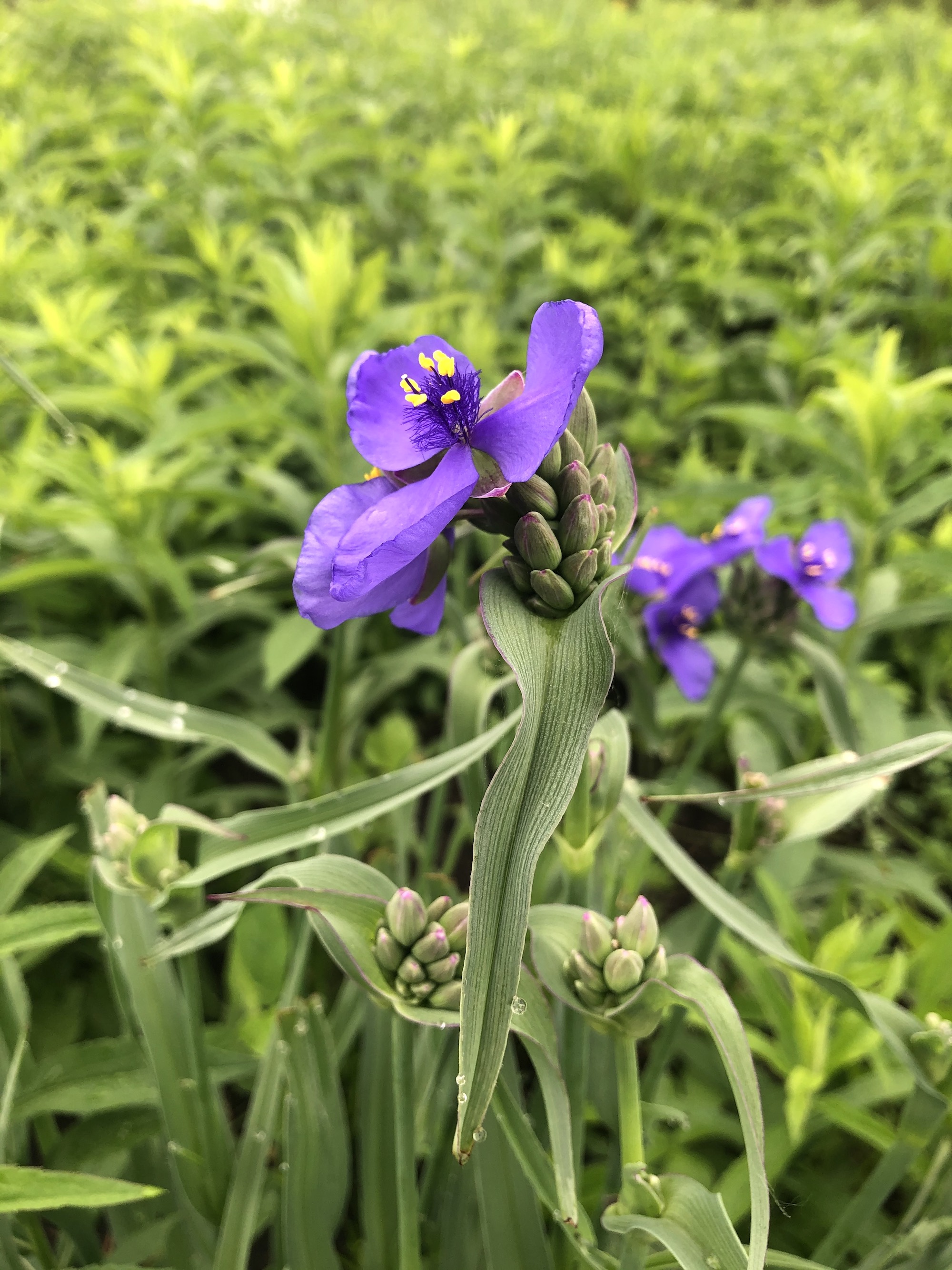 Spiderwort on bank of retaining pond in Madison, Wisconsin on May 24, 2021.