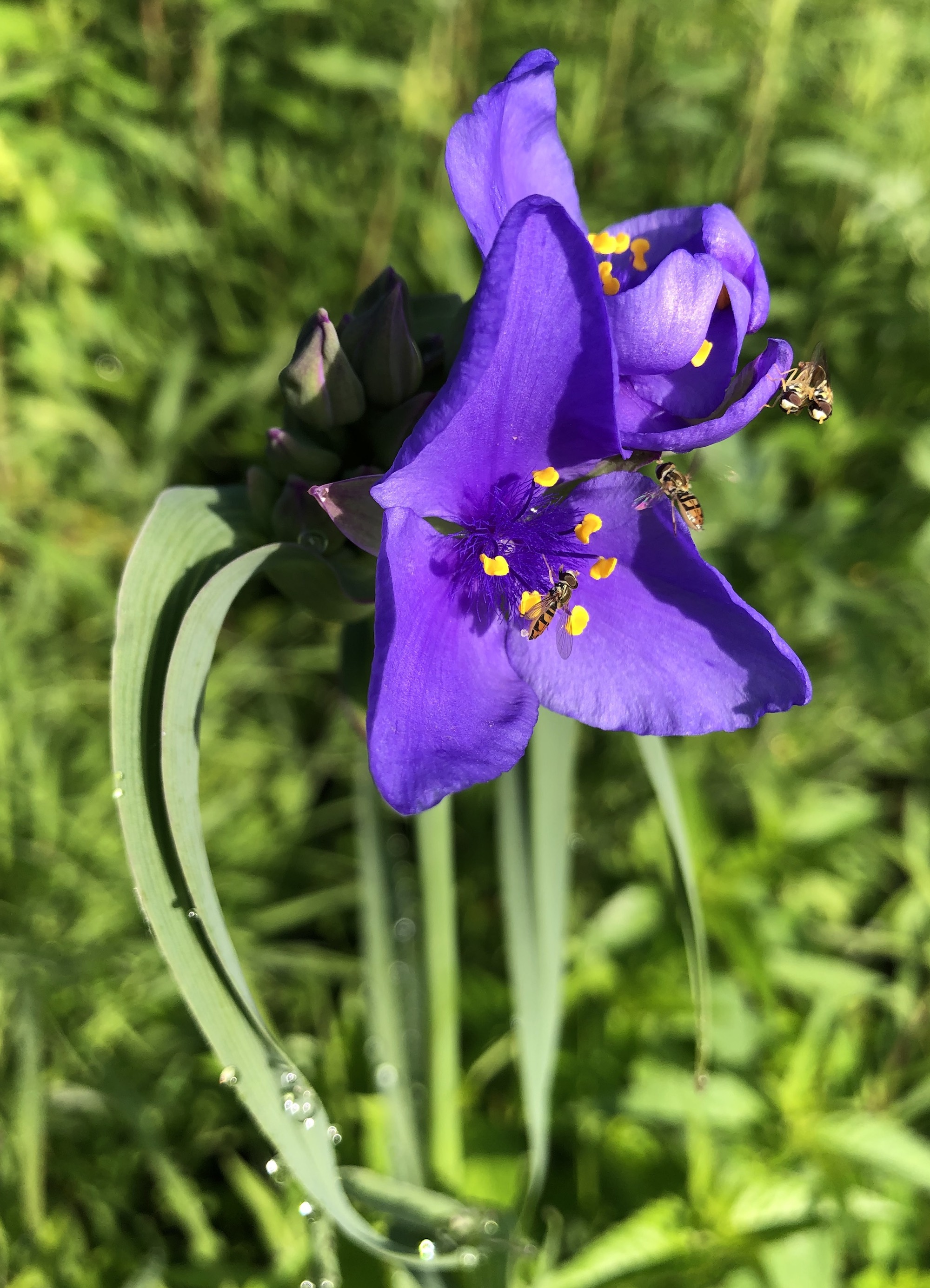 Spiderwort on the banks of the retaining pond on corner of Nakoma Road and Manitou Way on June 5, 2019.