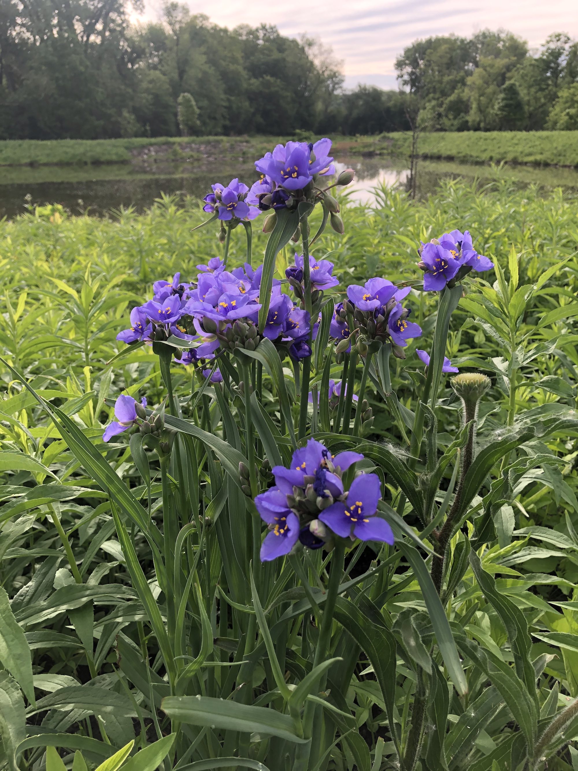 Spiderwort on bank of retaining pond in Madison, Wisconsin on May 31, 2021.