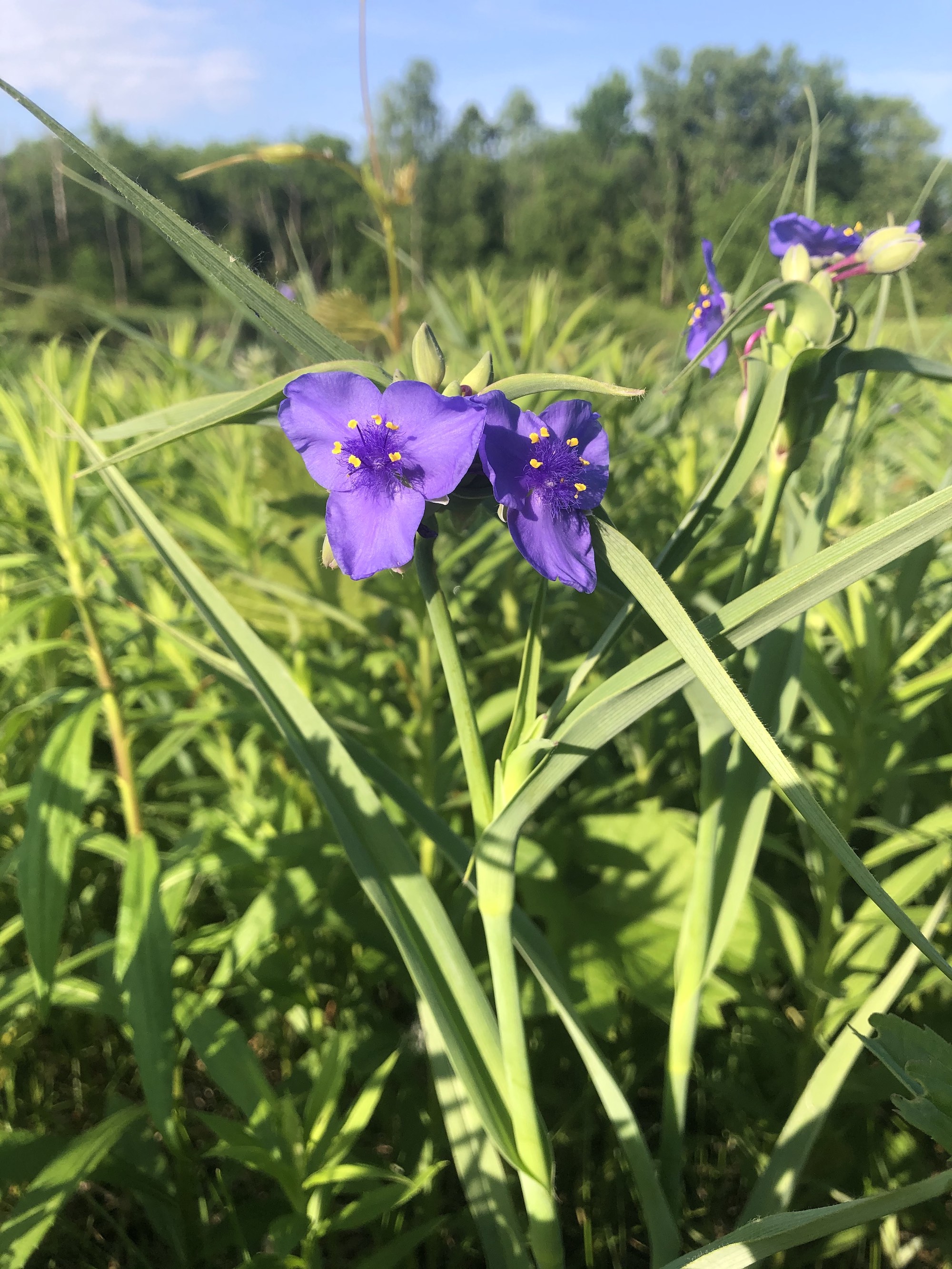 Spiderwort on bank of Marion Dunn Pond in Madison, Wisconsin on June 3, 2021.